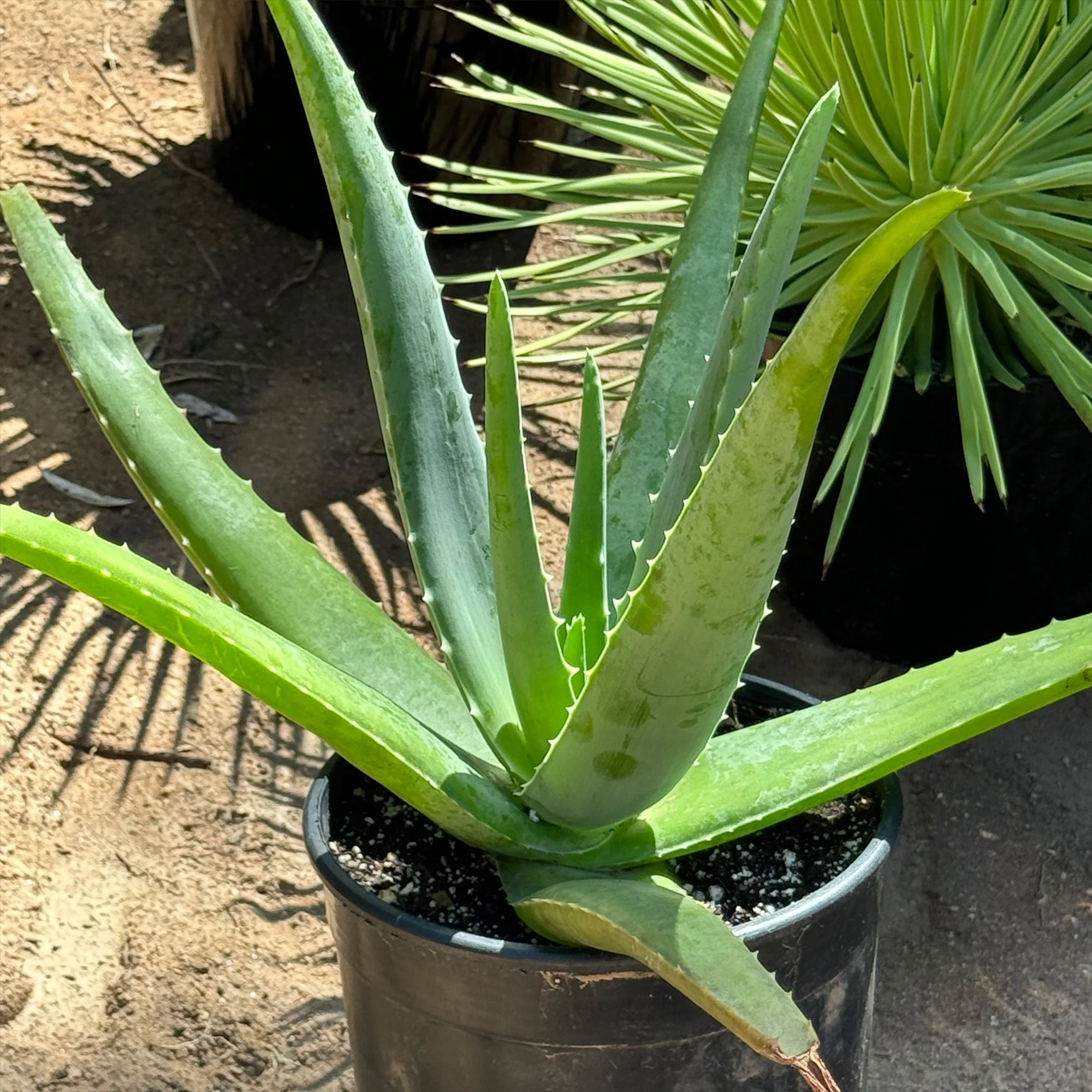 Aloe Vera - Aloe?barbadensis 'miller'