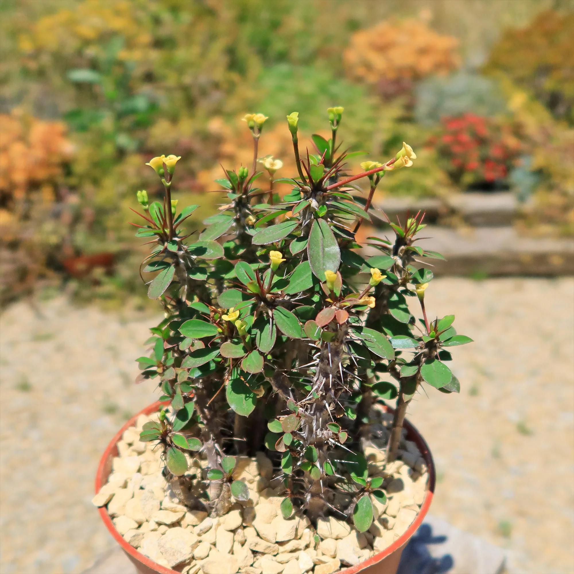 Euphorbia milii Yellow �C Crown of Thorns