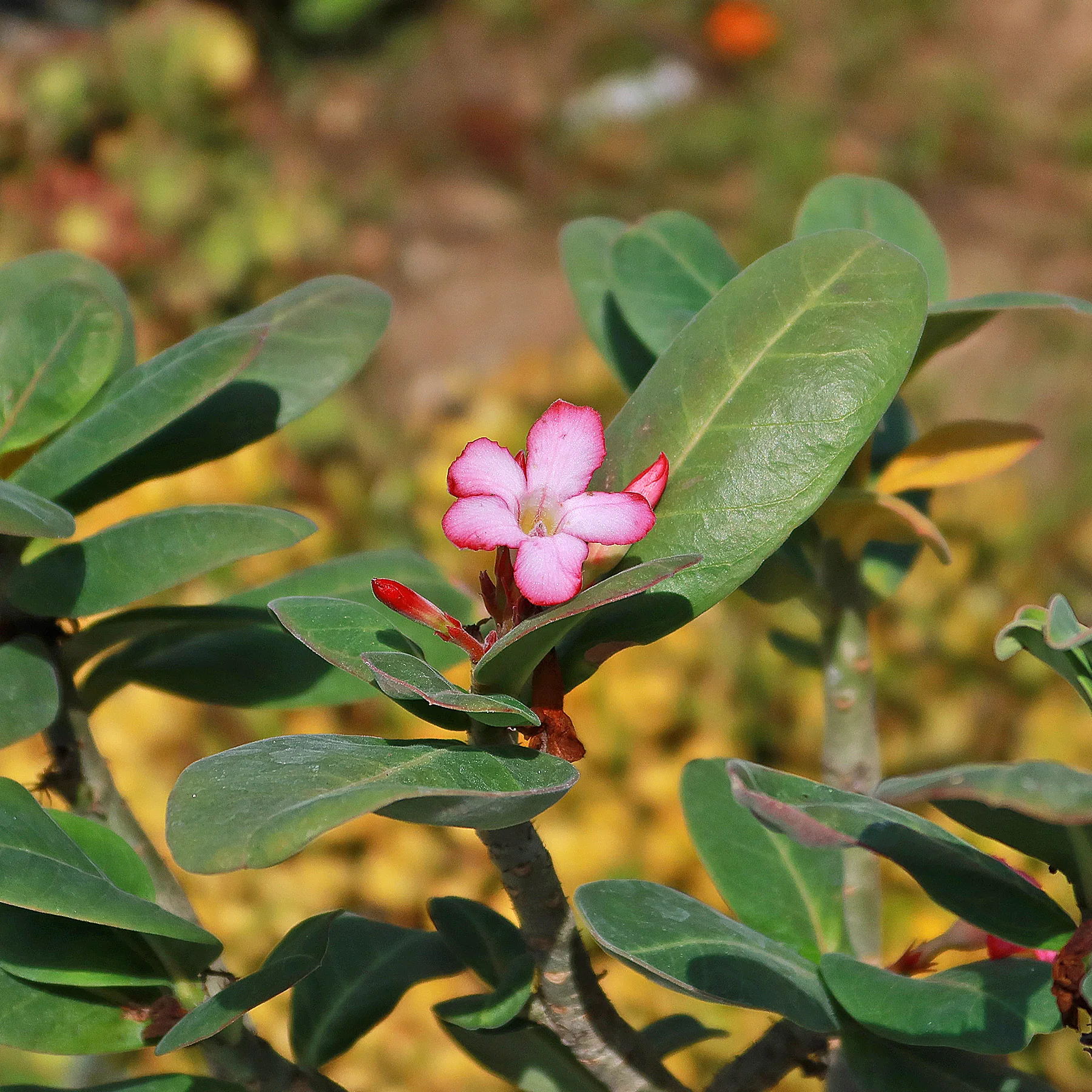 Desert Rose 'Adenium obesum'