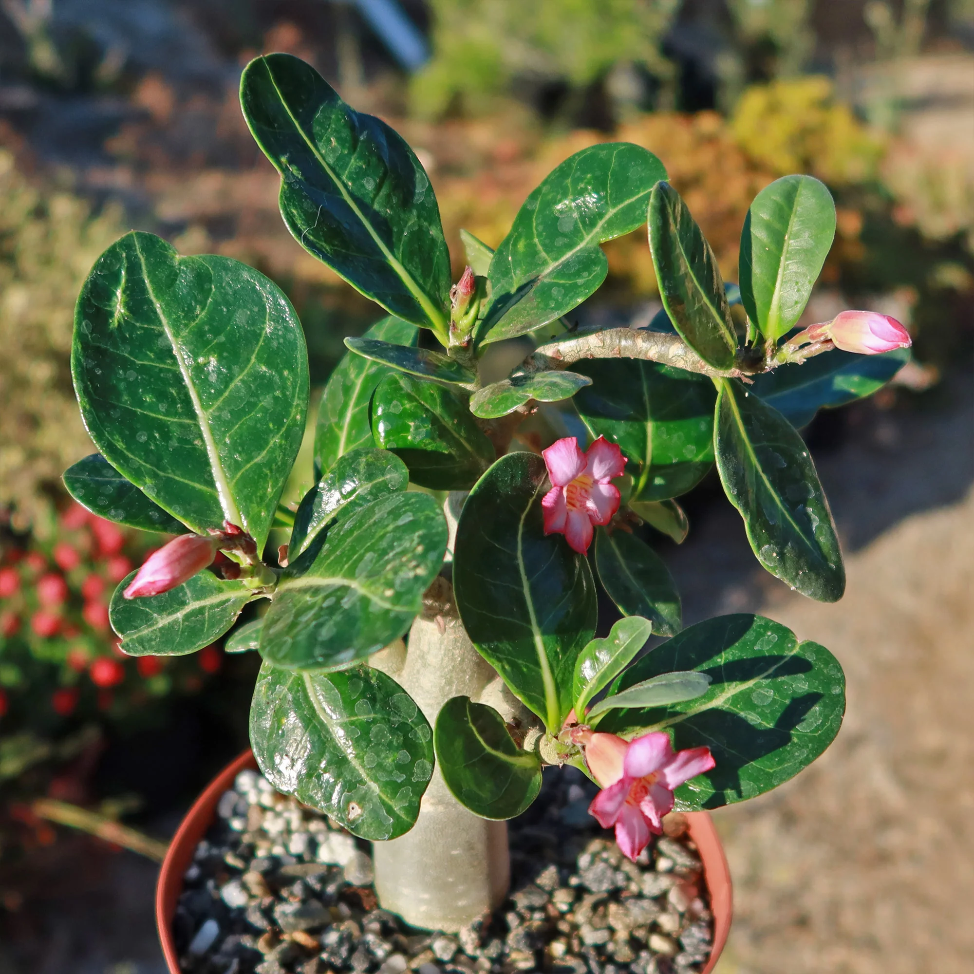 Desert Rose 'Adenium obesum'