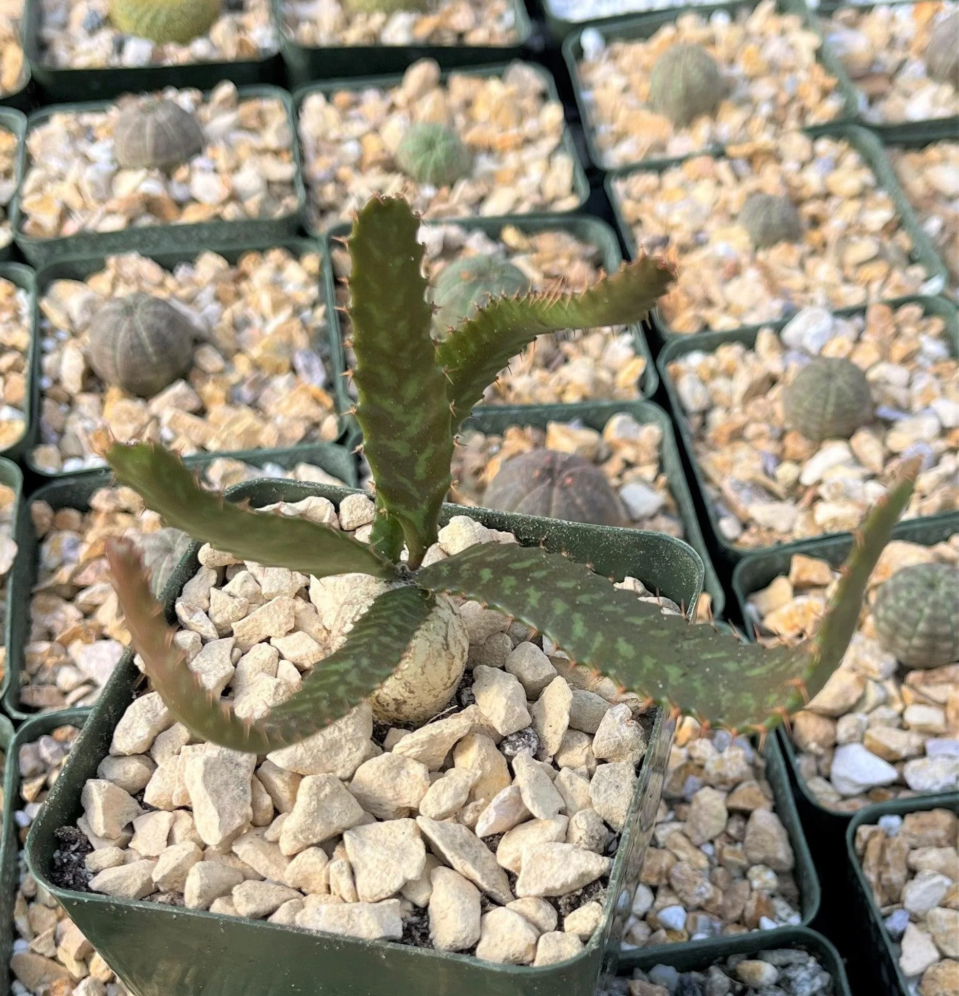 Jellyfish Head - Euphorbia stellata