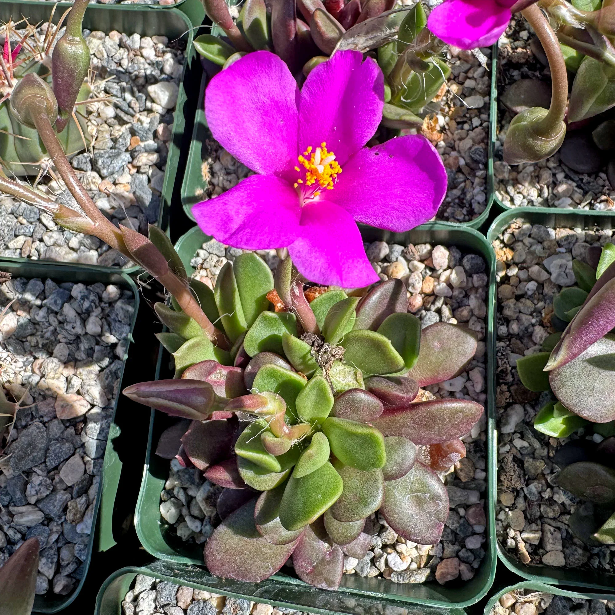 'Sand Rose Succulent - Anacampseros rufescens'