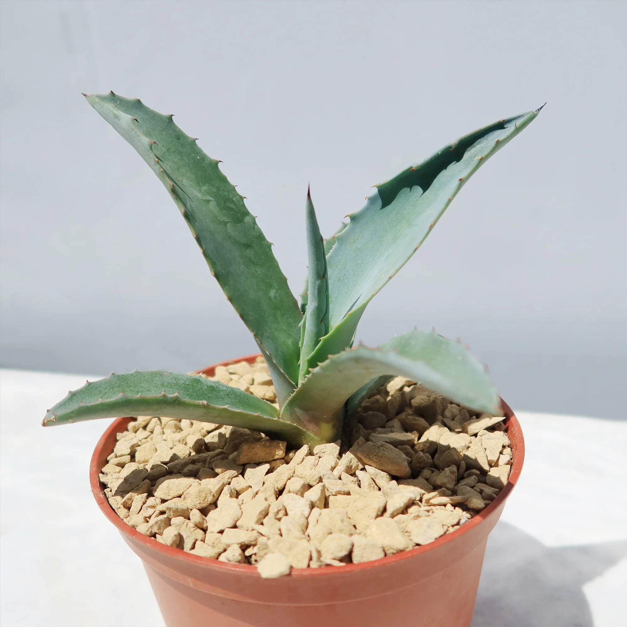 Blue agave - Agave Tequilana 'Tequila Plant'