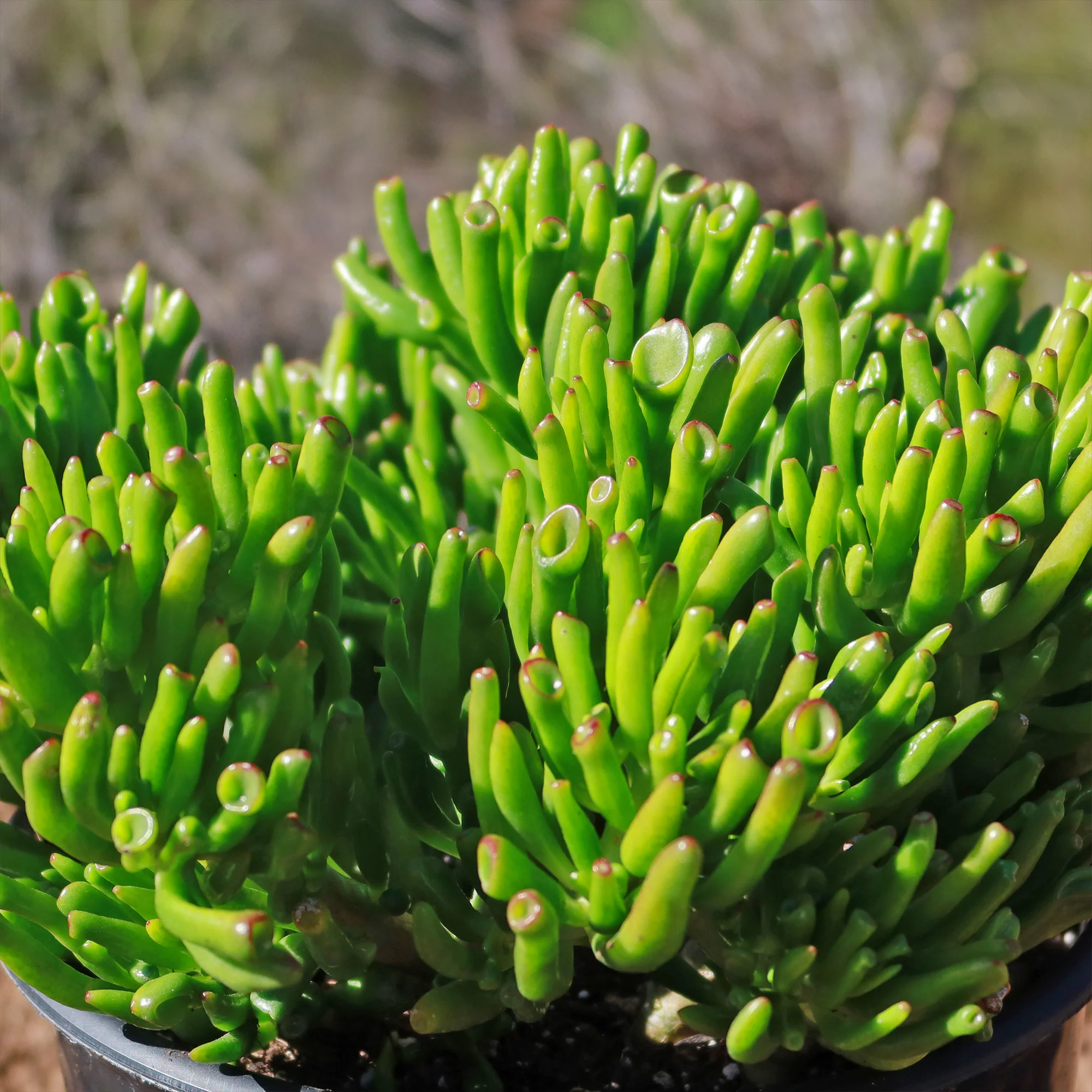 ET Fingers-Shrek Ears 'Crassula ovata Gollum Jade'