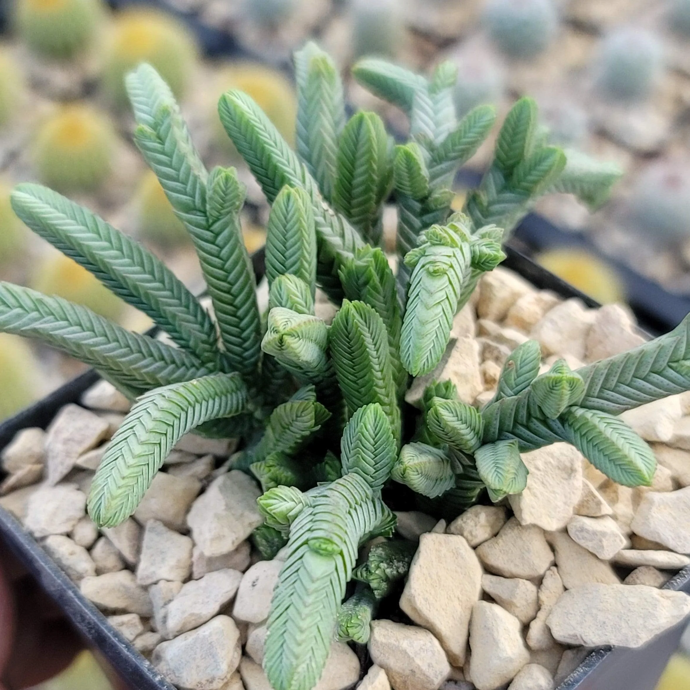 Pagoda Mini Jade ��Crassula pyramidalis��