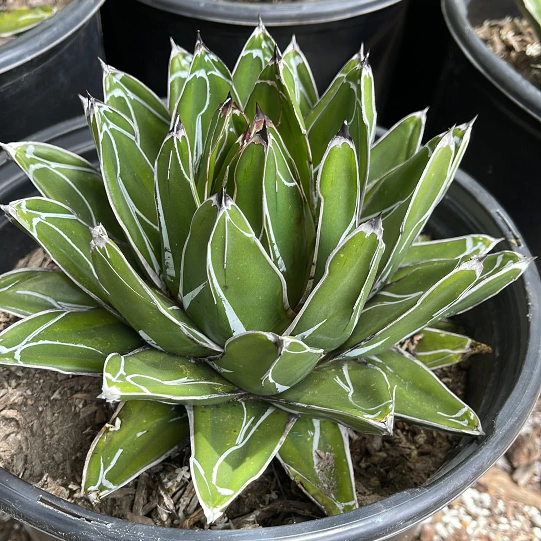 Agave Victoriae Reginae ��Queen Victoria Agave��