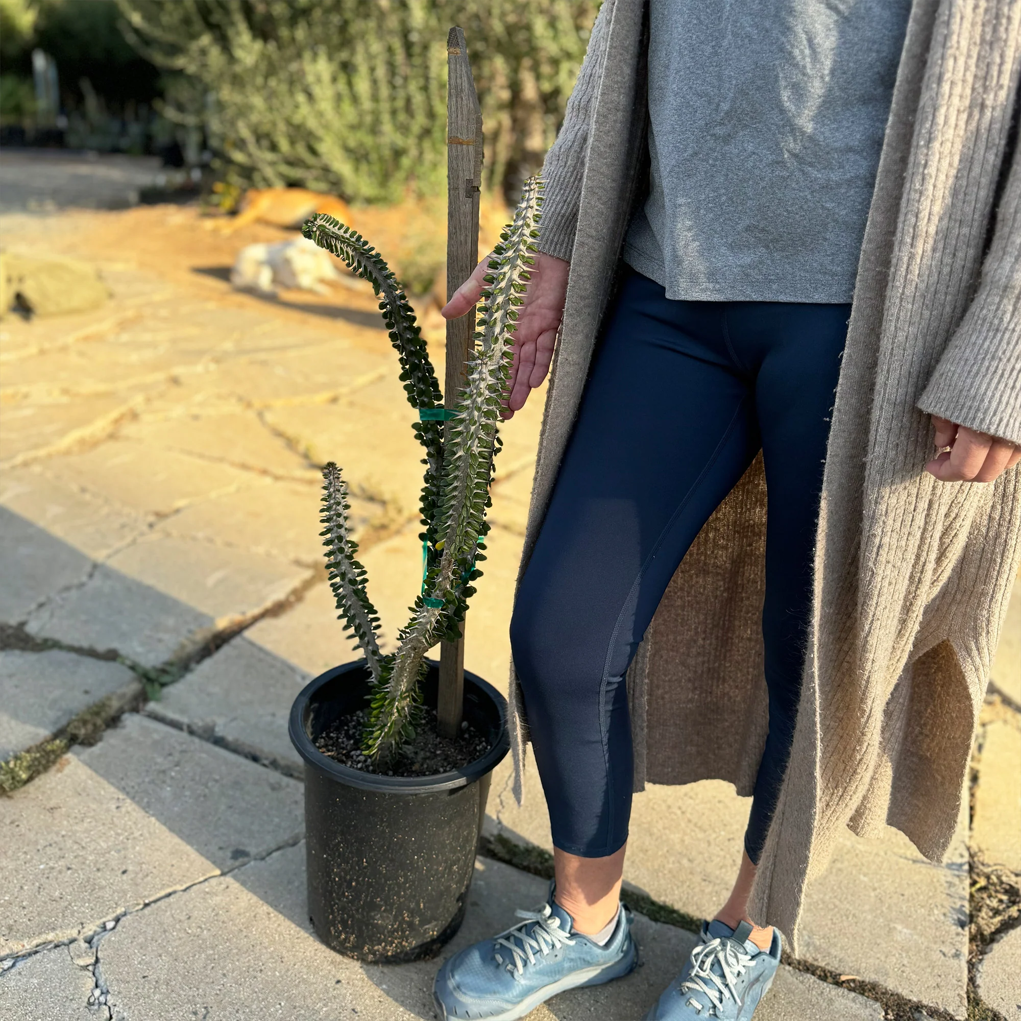 Madagascar ocotillo 'Alluaudia procera'