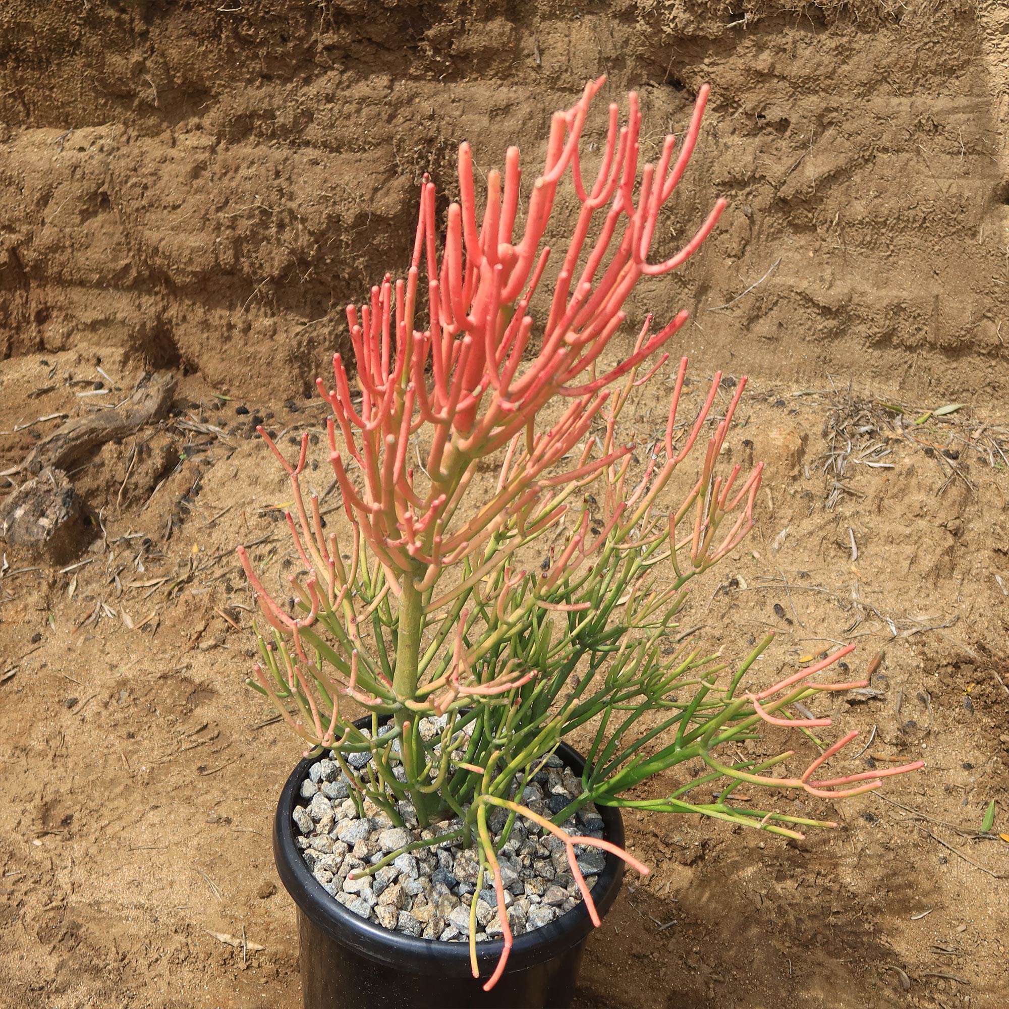 Pencil Cactus - Euphorbia tirucalli 'Firesticks'