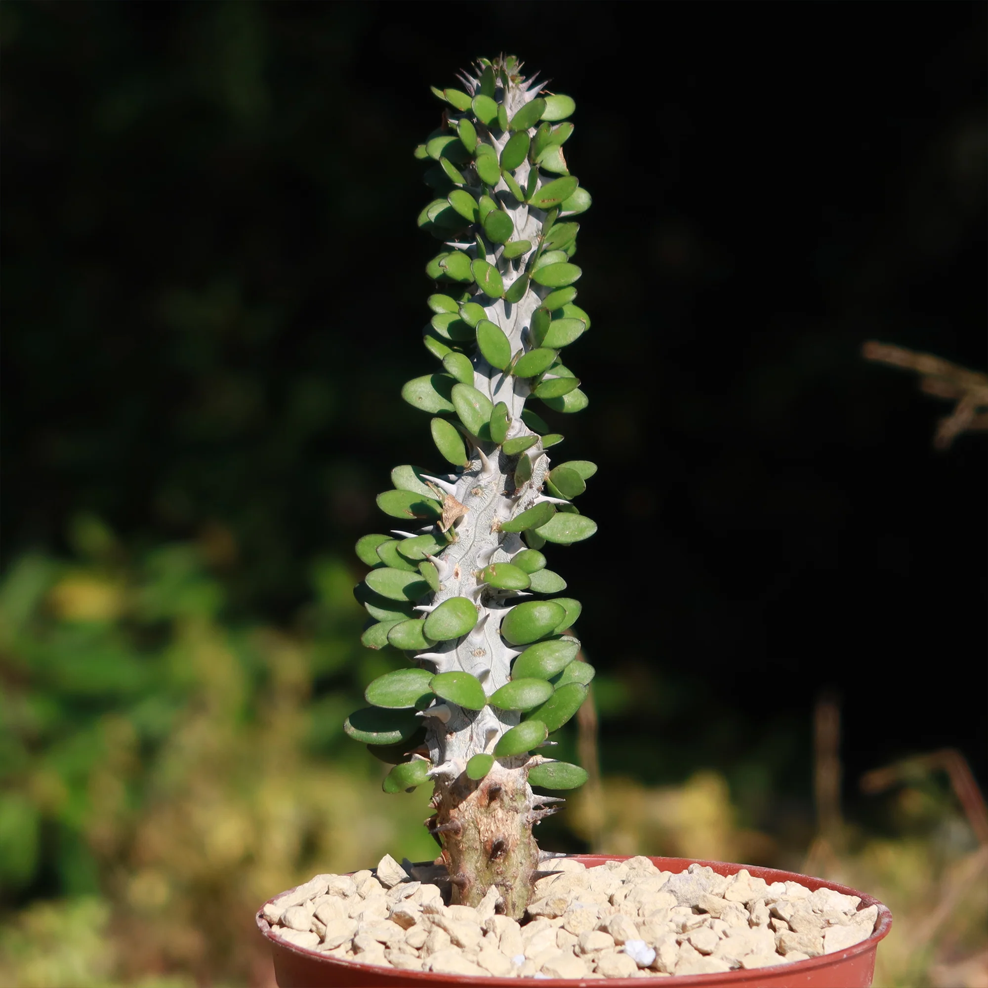 Madagascar ocotillo 'Alluaudia procera'