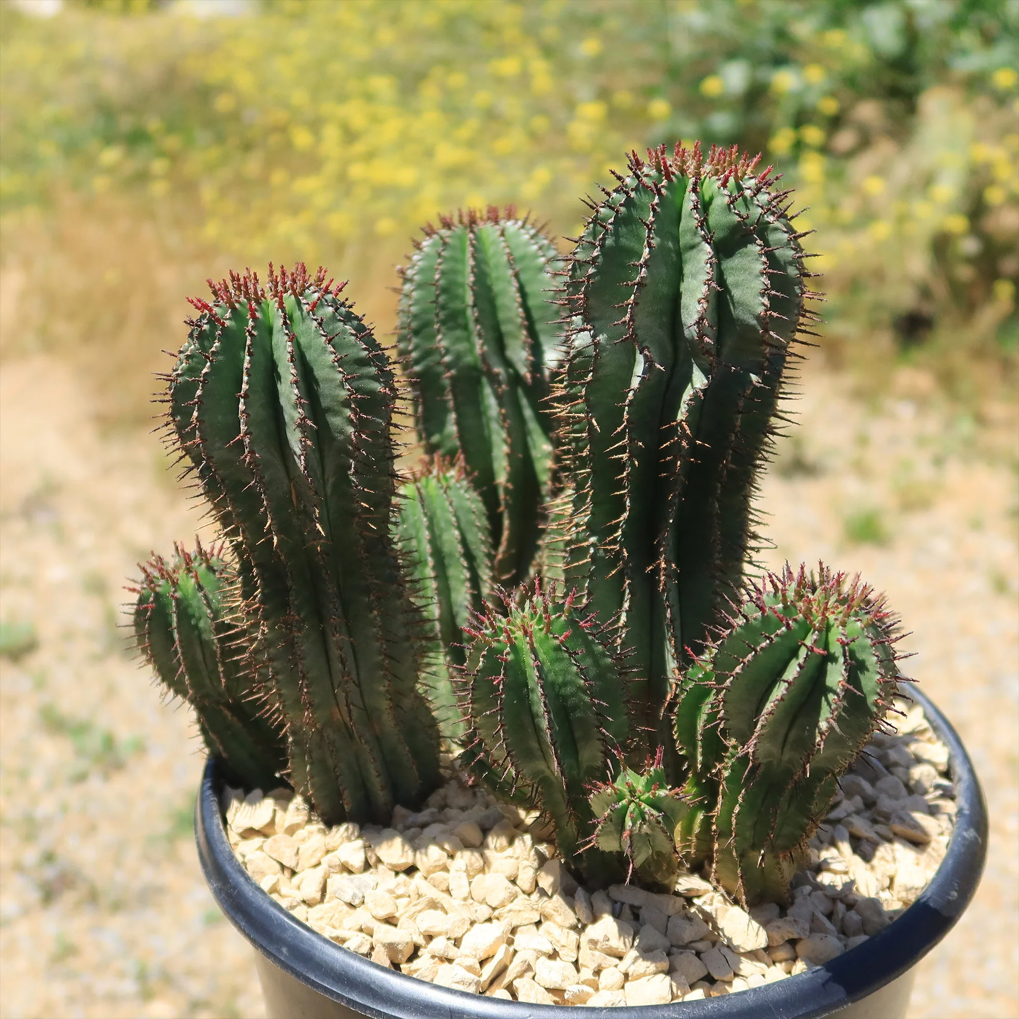Milk Barrel Cactus ��Euphorbia cereiformis��