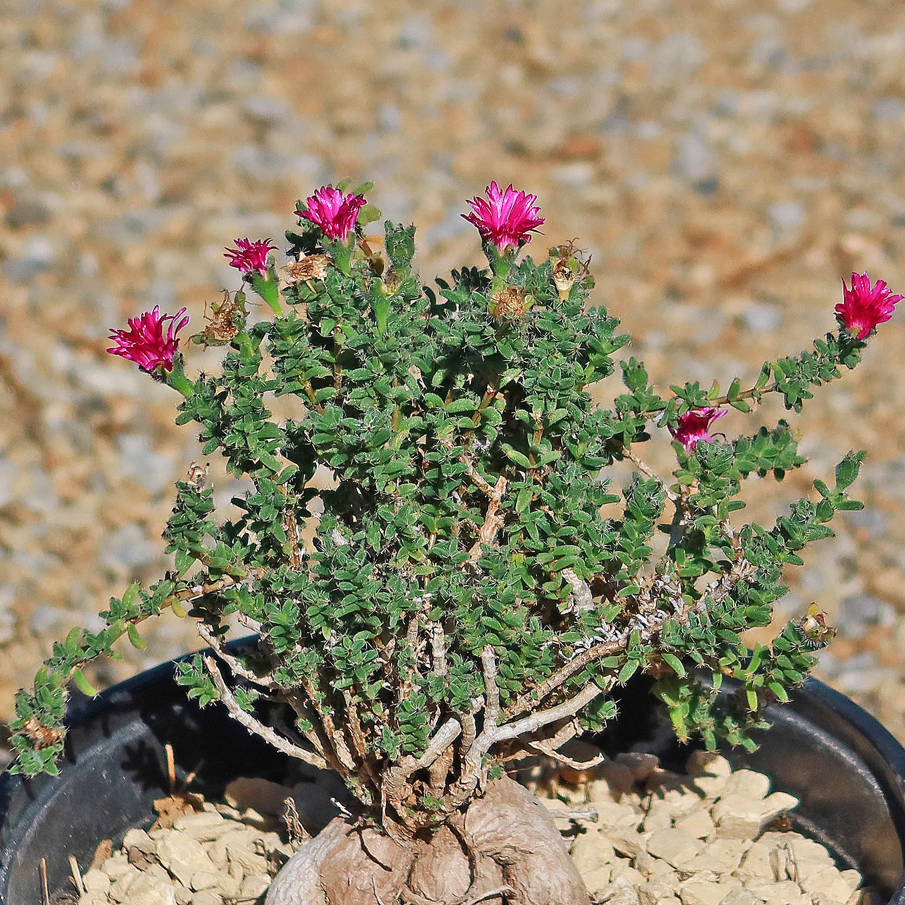 Trichodiadema bulbosom