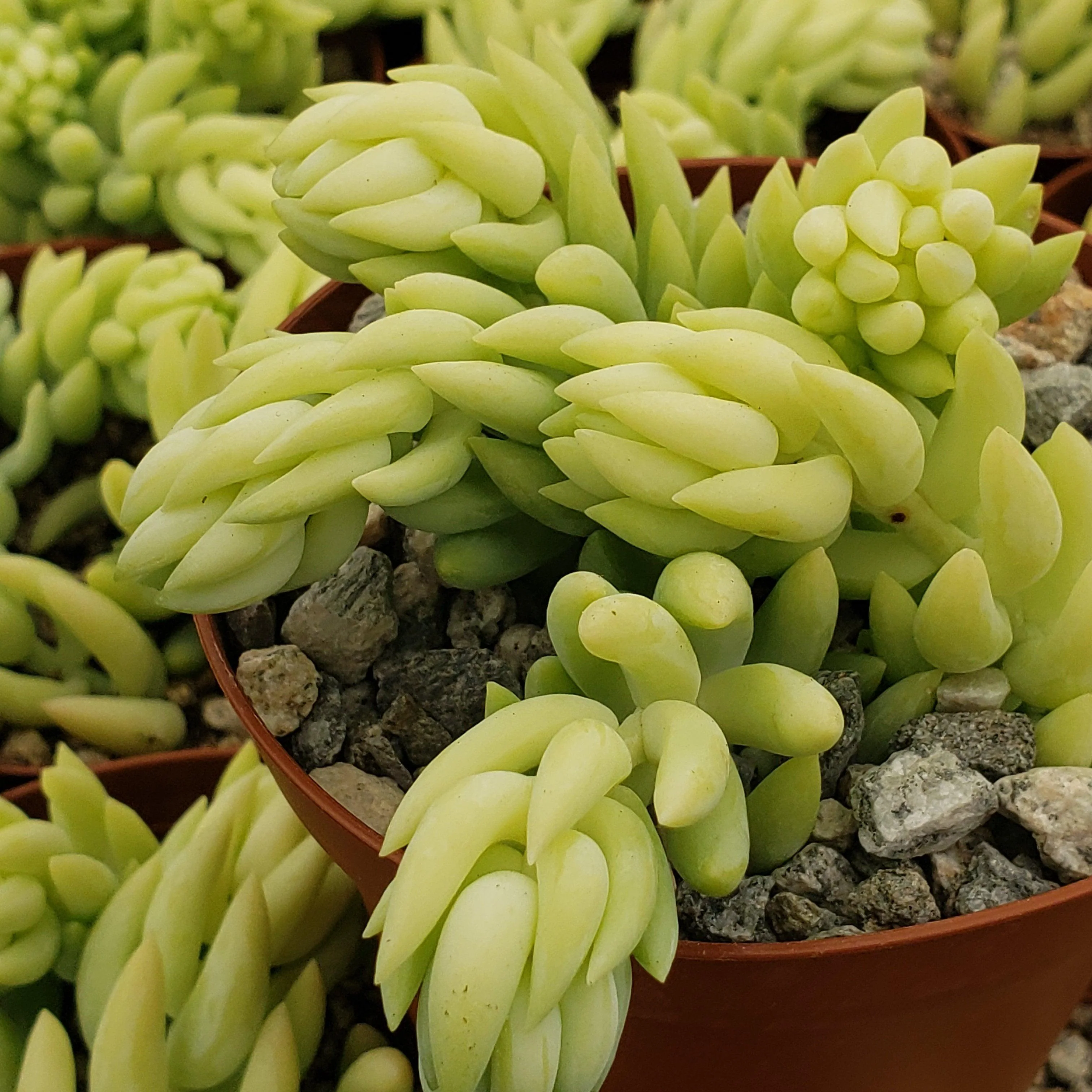 Donkey Tail Plant 'Sedum morganianum'