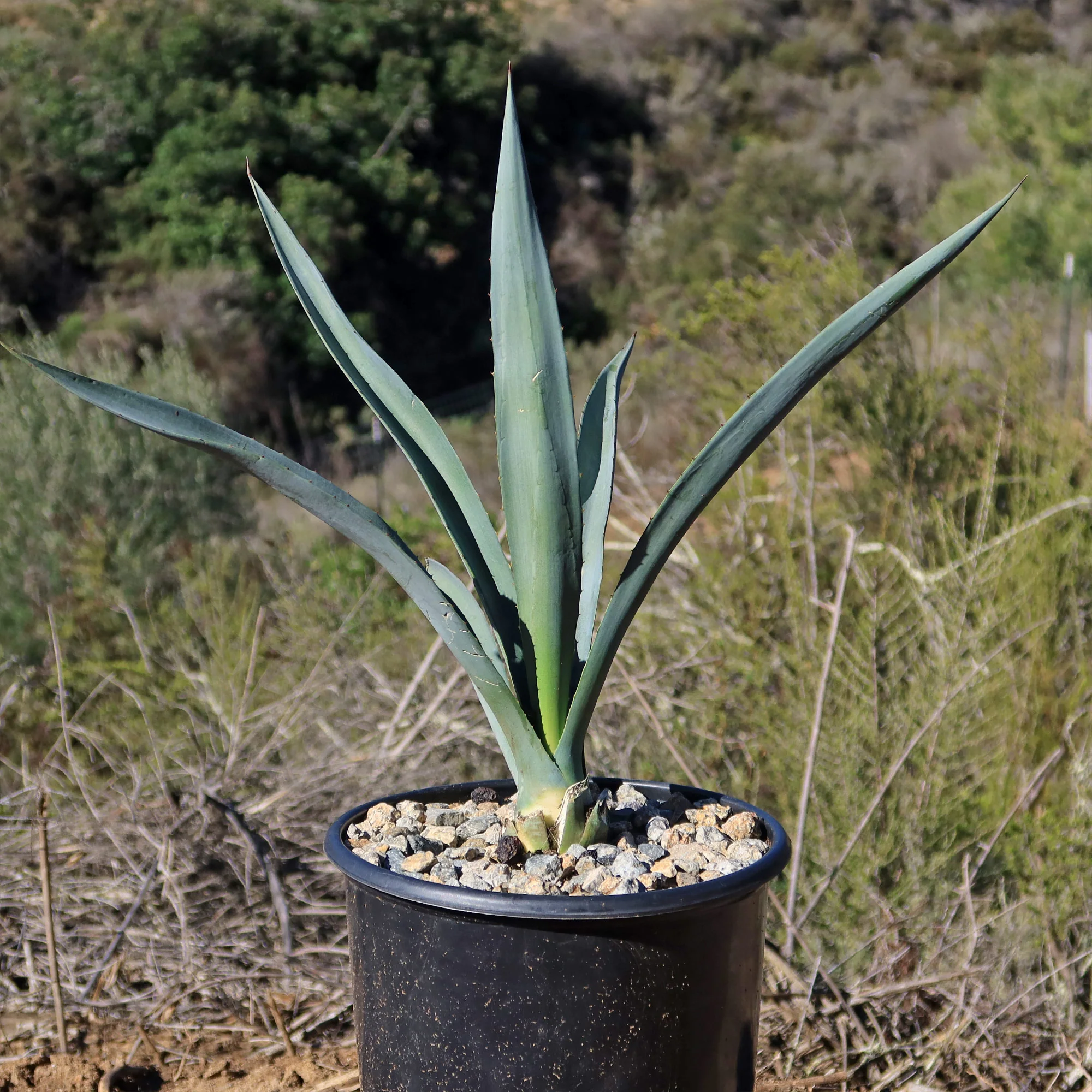 Blue agave - Agave Tequilana 'Tequila Plant'