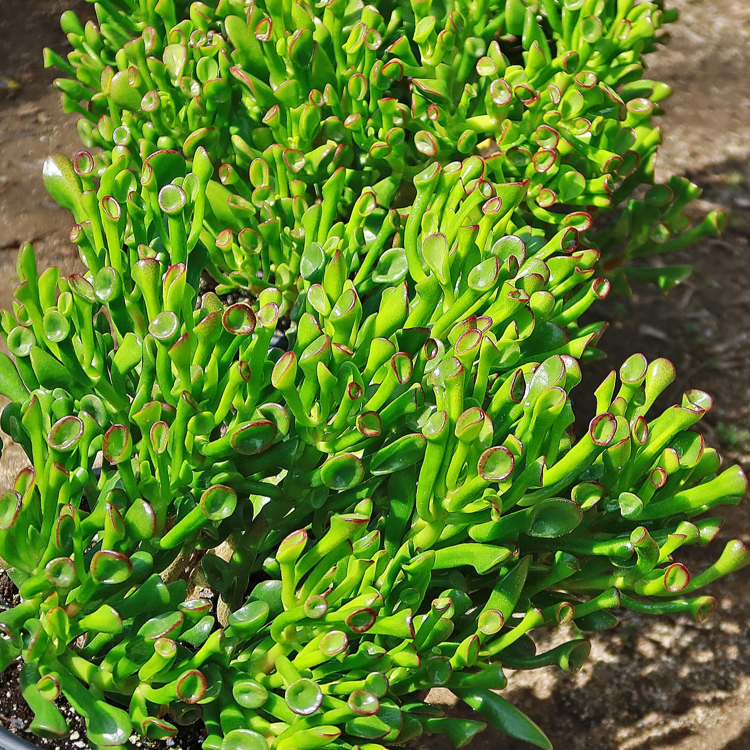 ET Fingers-Shrek Ears 'Crassula ovata Gollum Jade'