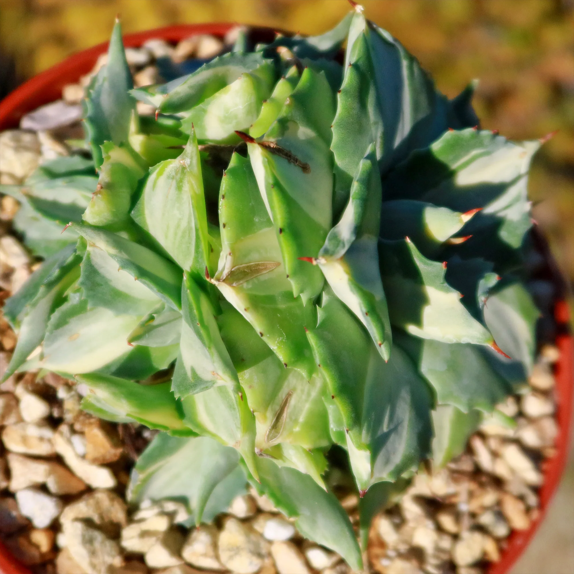 Variegated Dwarf Butterfly Agave - Agave isthmensis 'Ohi Raijin Shiro Nakafu'