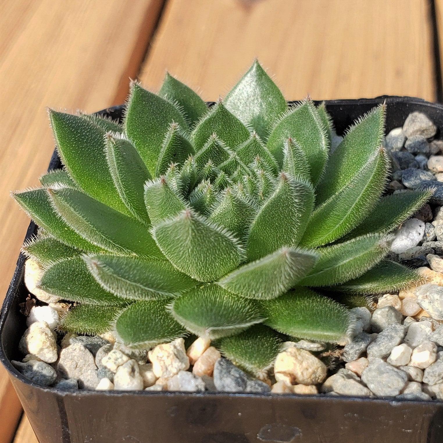 Common Houseleek - Sempervivum tectorum 'Hens and Chicks'