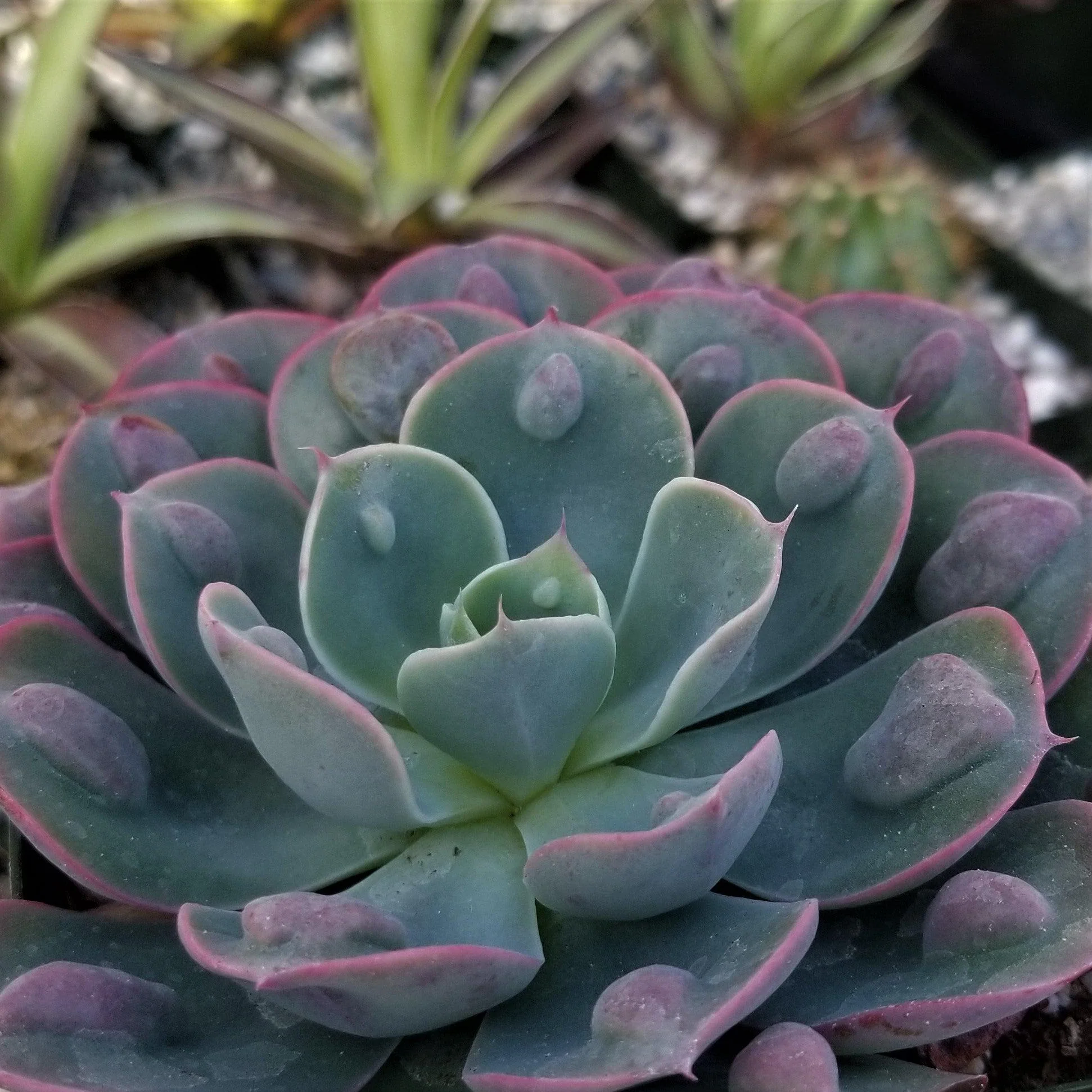 Echeveria Rain Drops