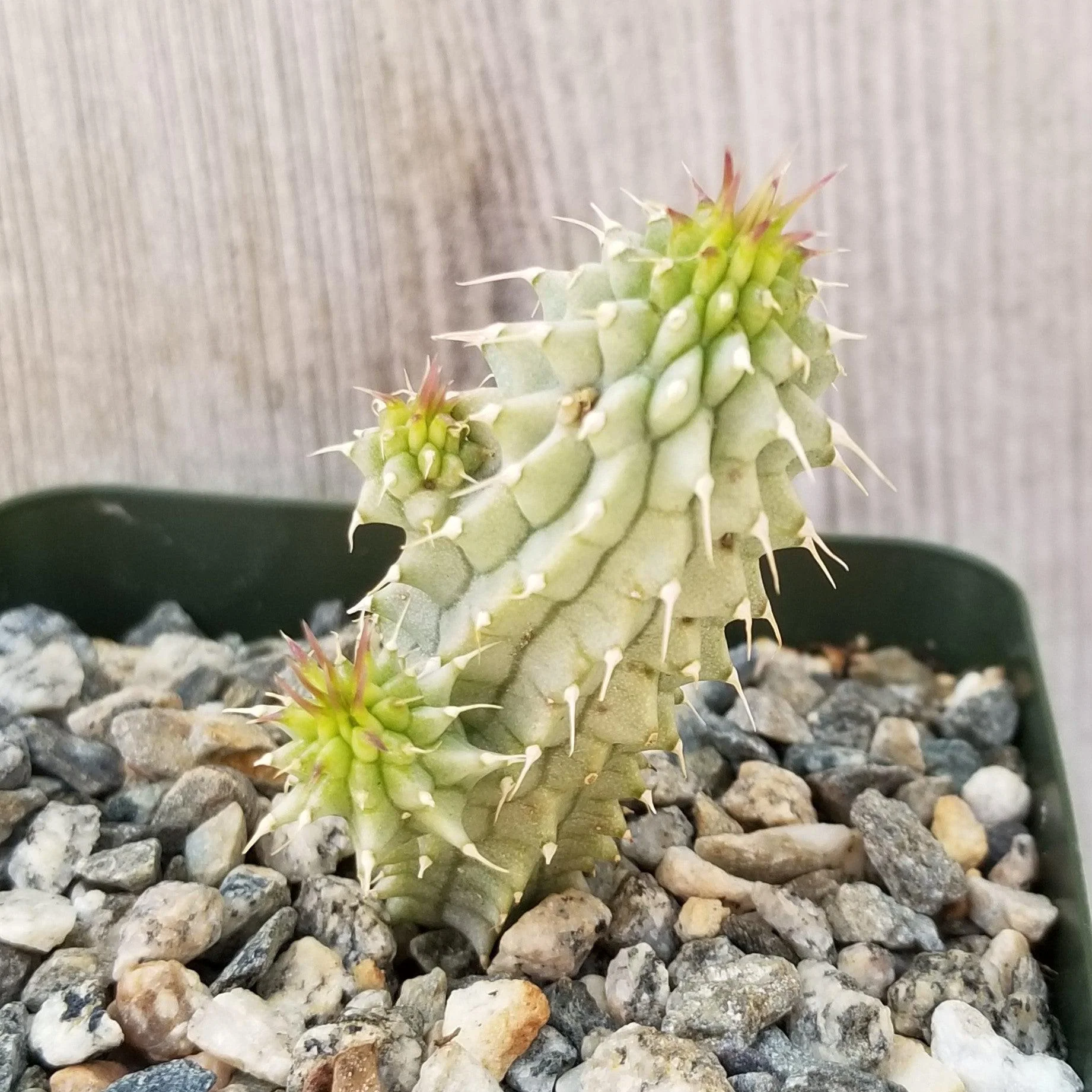 Kalahari Cactus 'Hoodia gordonii'