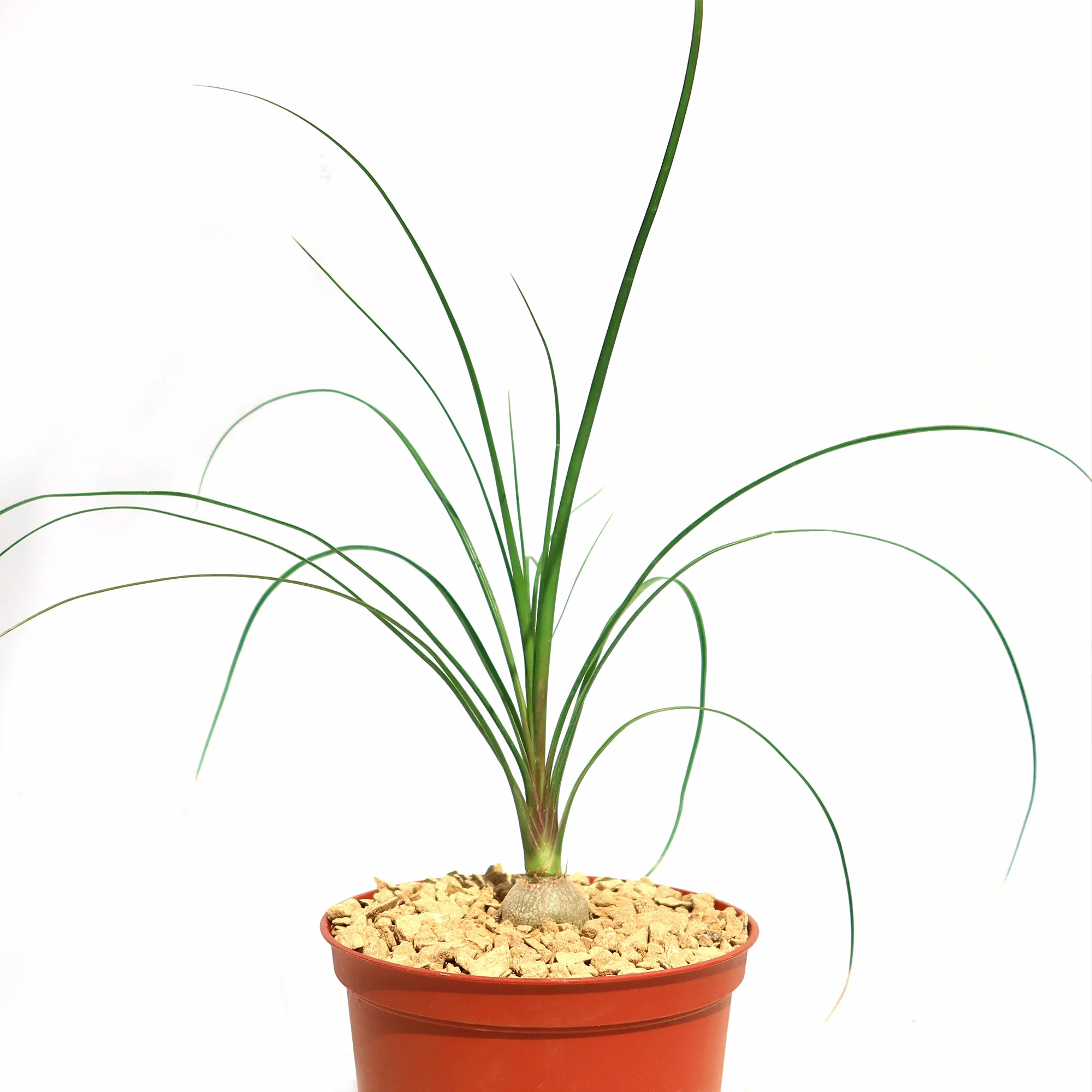 Ponytail palm 'Beaucarnea recurvata'