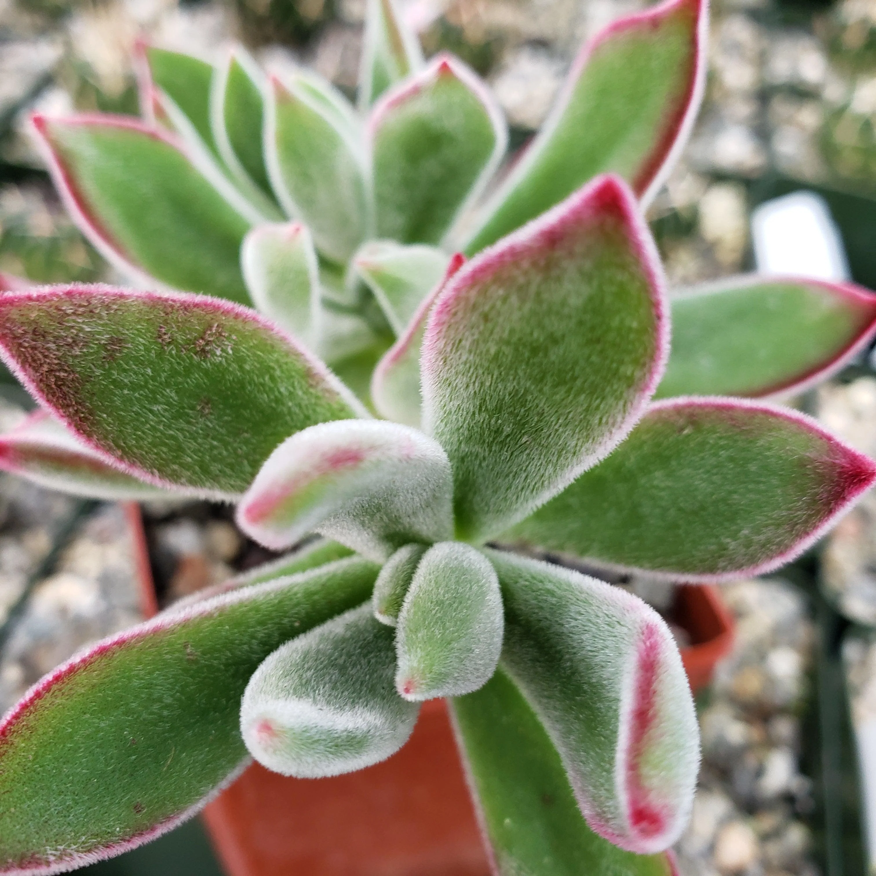 Ruby Slipper Succulent ��Echeveria harmsii��