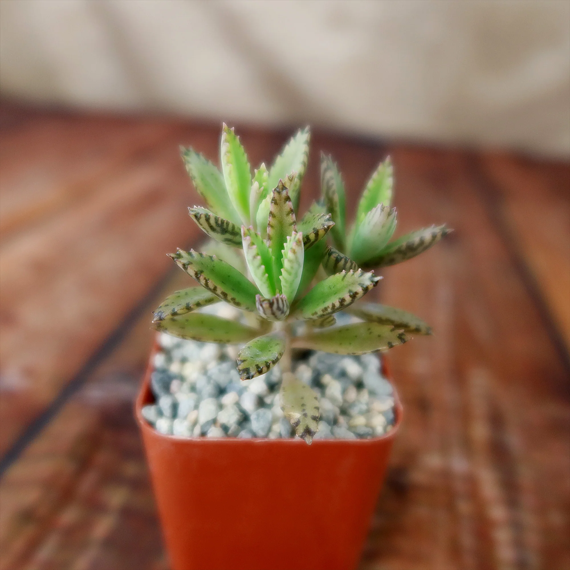 Hybrid Mother of Millions ��Kalanchoe houghtonii��