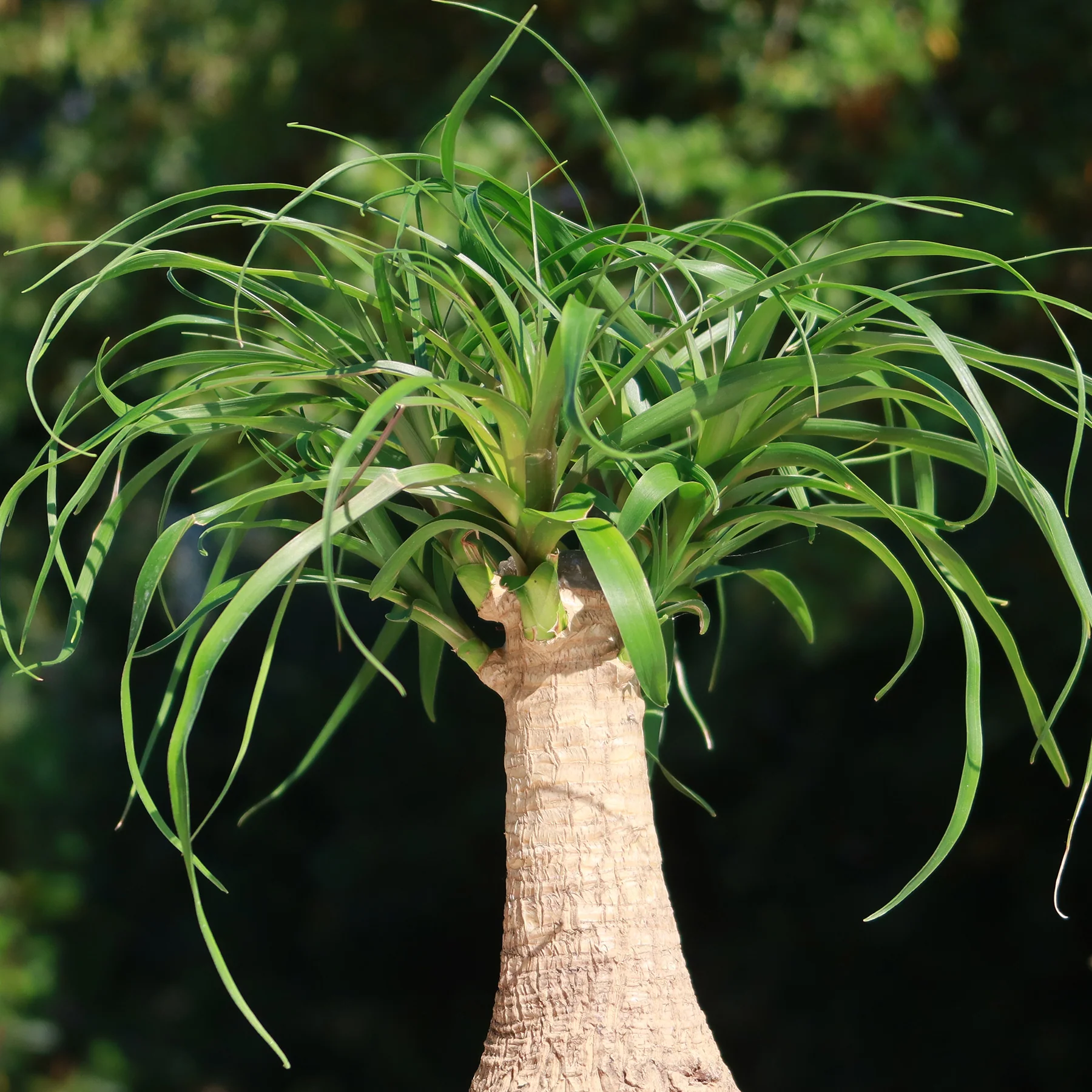 Ponytail palm 'Beaucarnea recurvata'