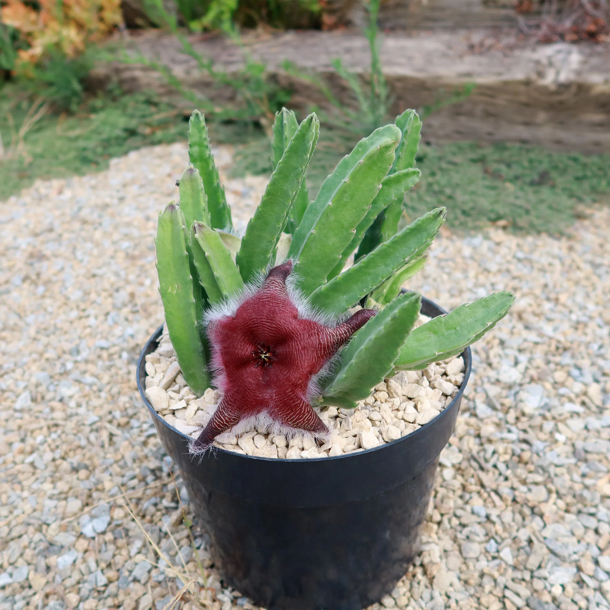 Giant Toad Plant ��Stapelia grandiflora��