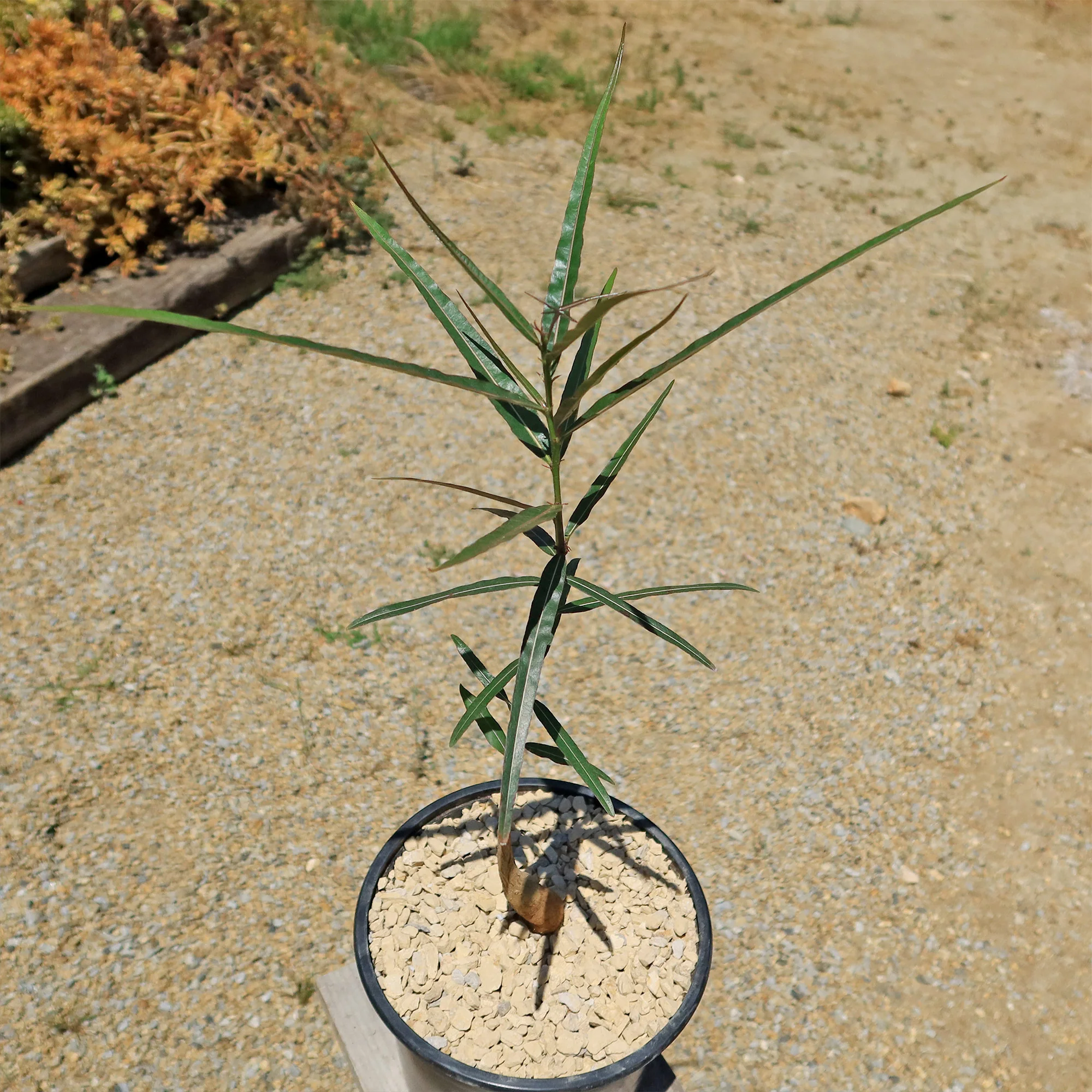 Queensland Bottle Tree 'Brachychiton rupestris'
