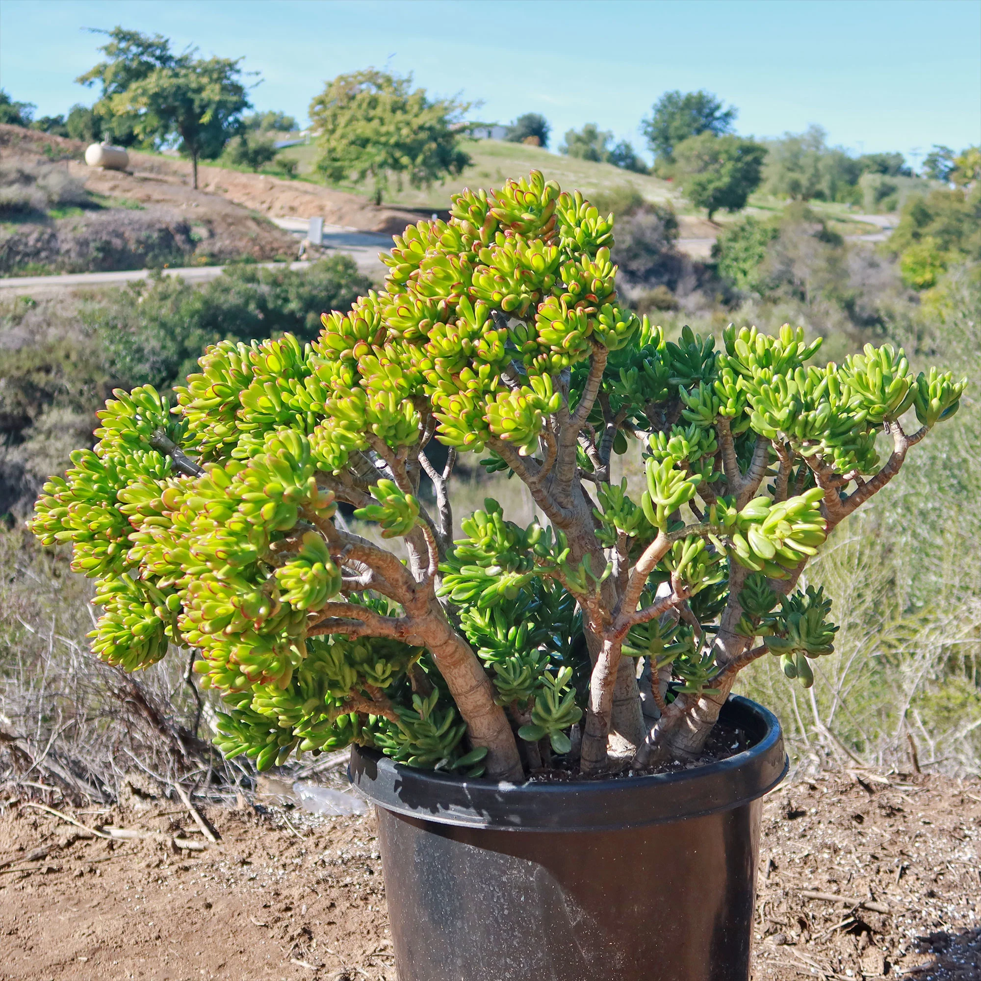 Jade Bonsai Tree -  Crassula ovata 'Hobbit'