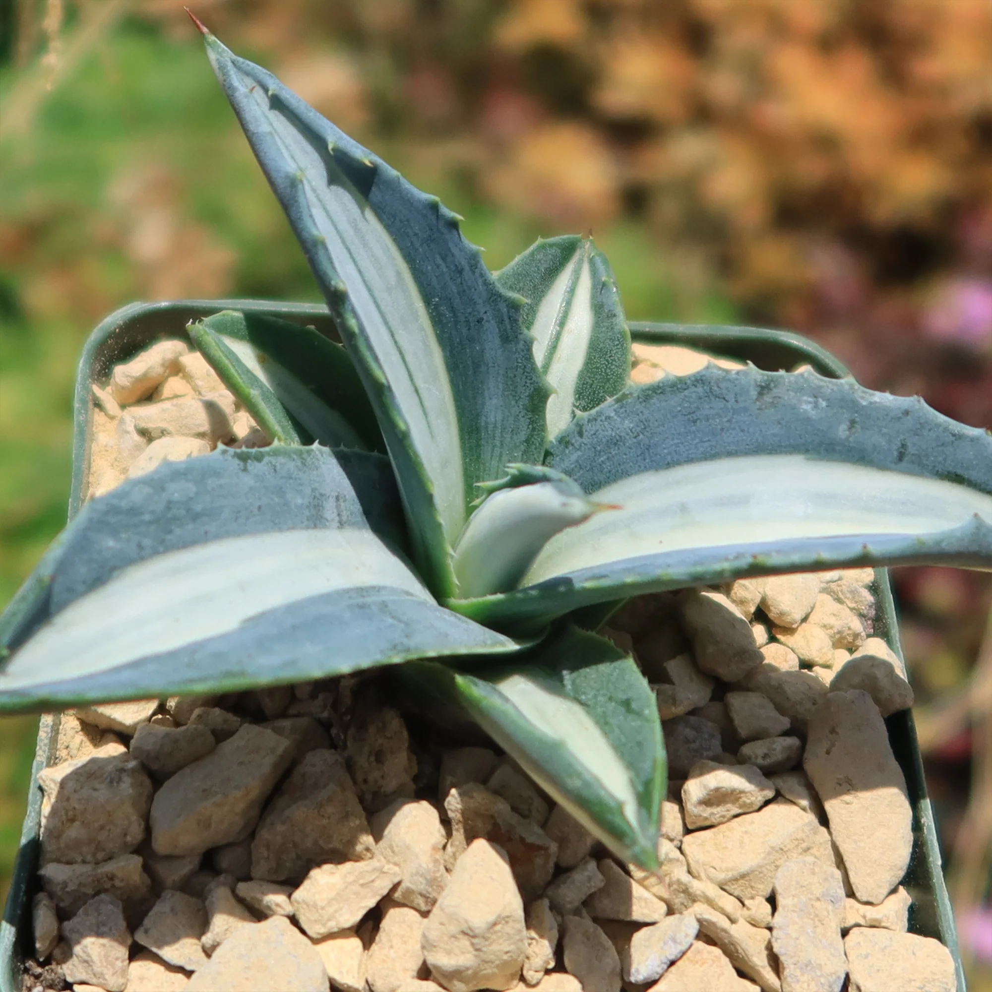 Agave mediopicta alba �C White Striped Century Plant