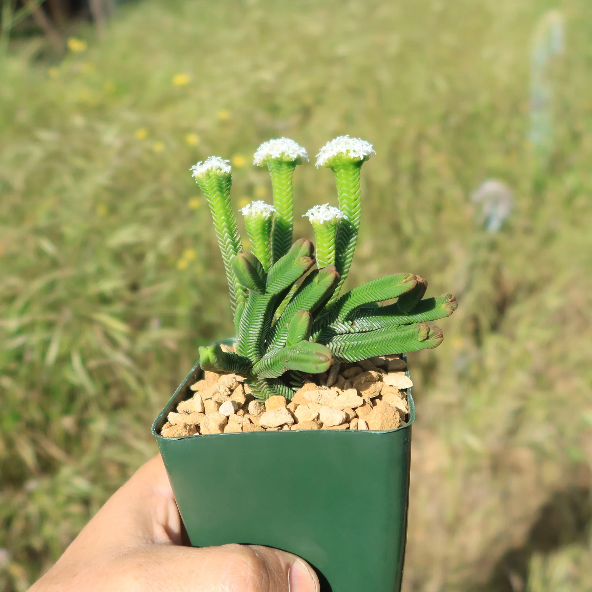 Pagoda Mini Jade ��Crassula pyramidalis��