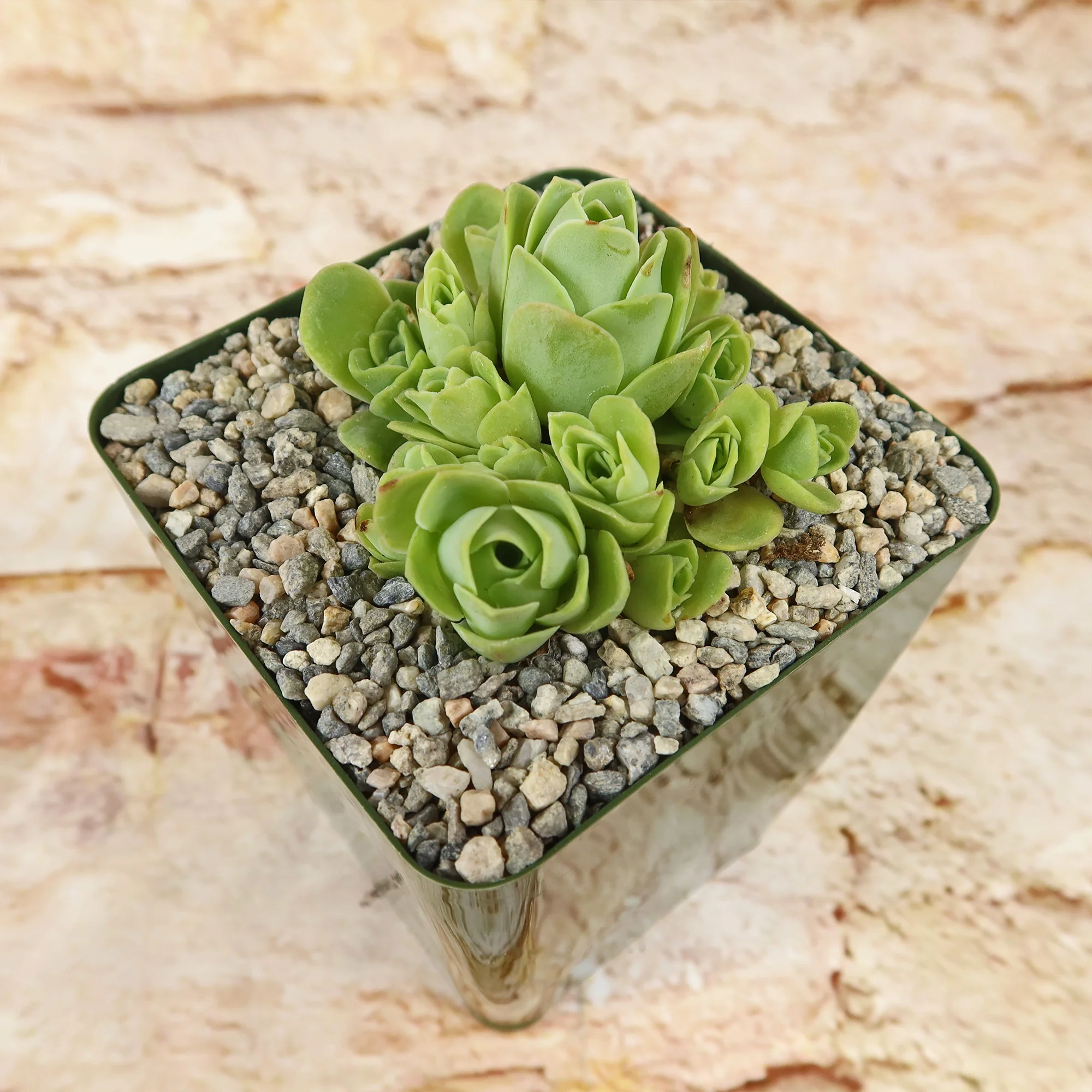 Mountain Rose Succulent ��Aeonium dodrantale�� (Greenovia dodrantalis)