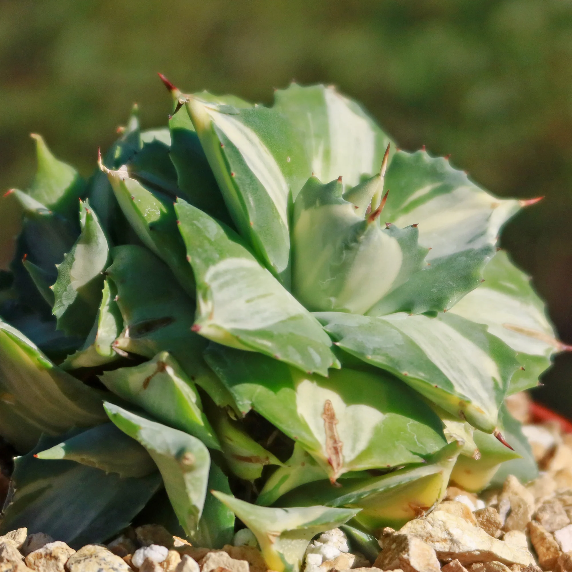 Variegated Dwarf Butterfly Agave - Agave isthmensis 'Ohi Raijin Shiro Nakafu'