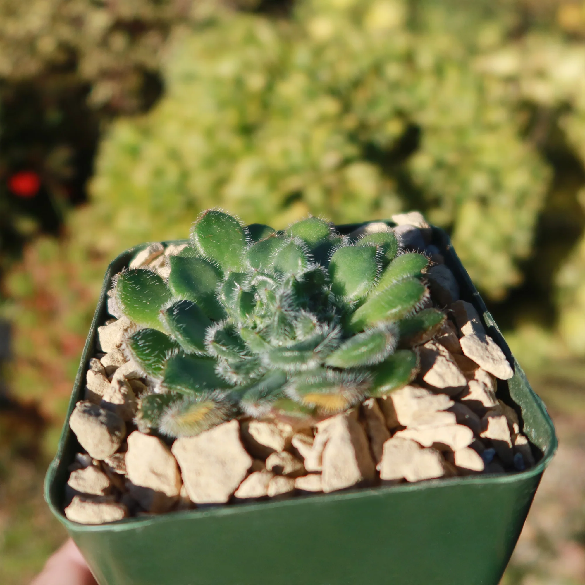 Echeveria setosa