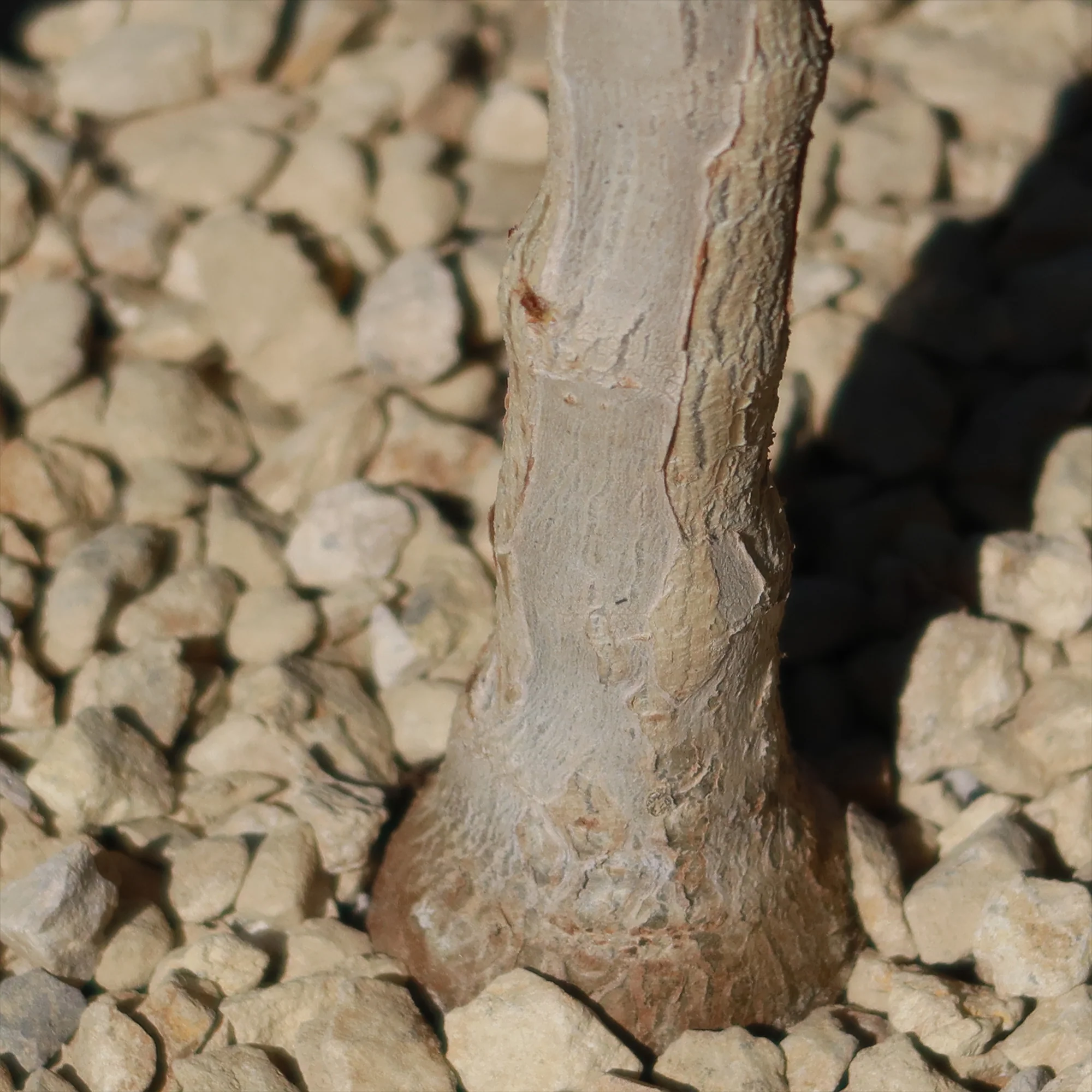 Cyphostemma cirrhosum