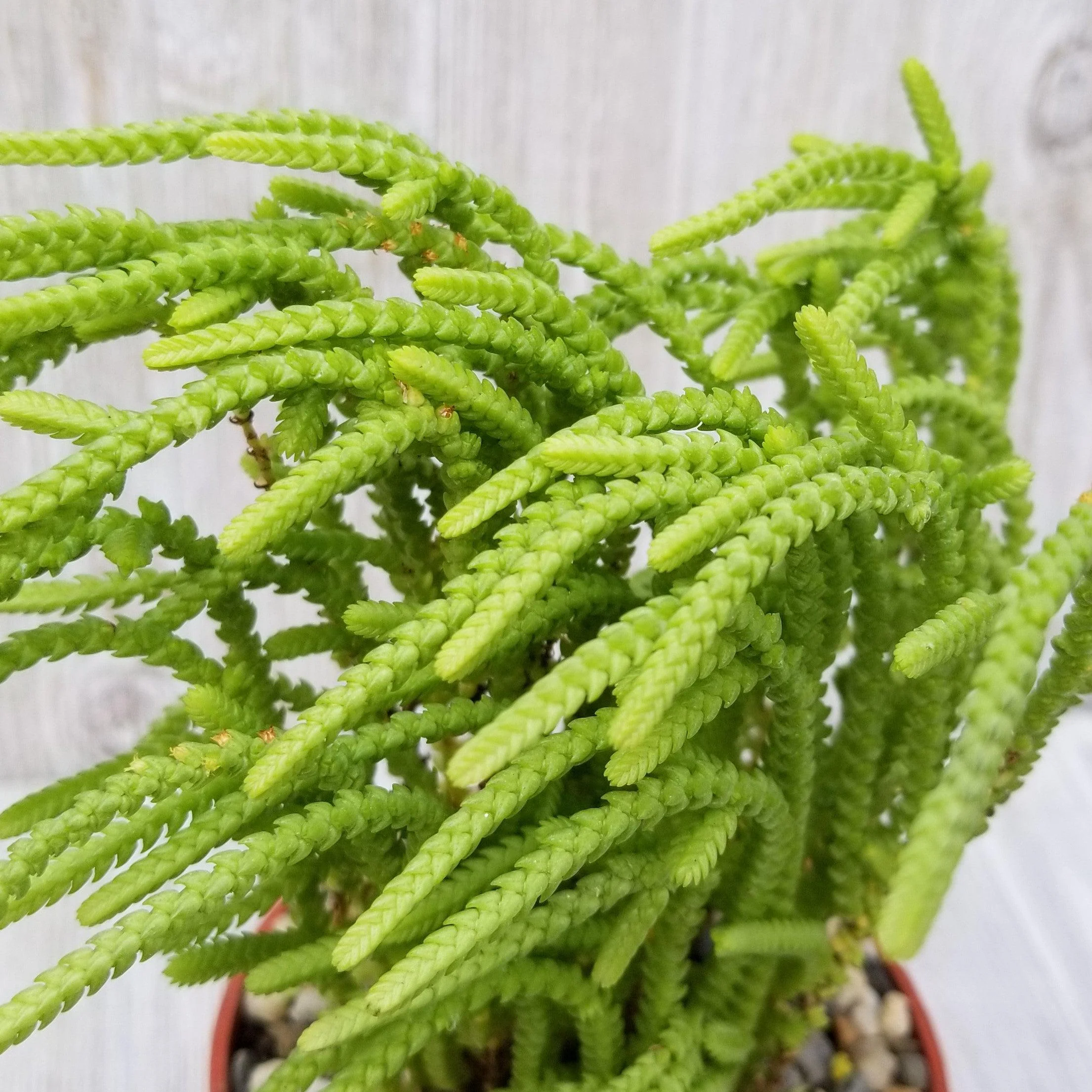 Watch Chain 'Crassula muscosa lycopodioides'