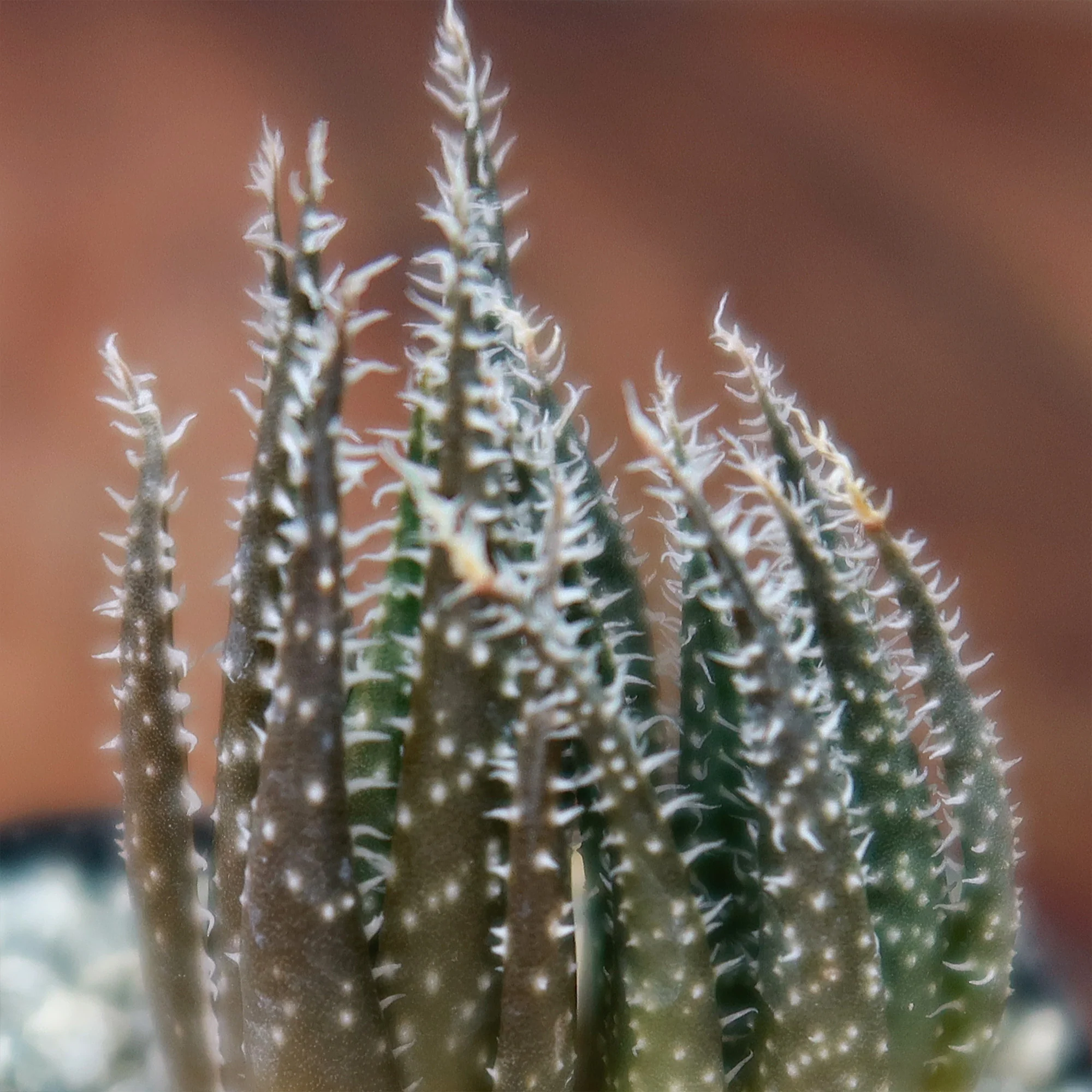 Aloe haworthioides
