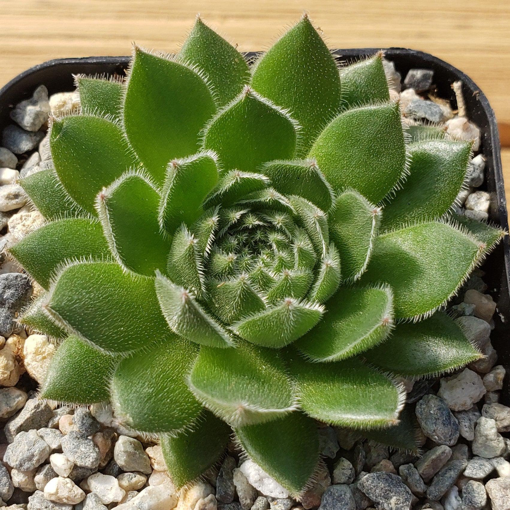 Common Houseleek - Sempervivum tectorum 'Hens and Chicks'