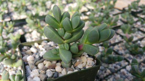Corpuscularia lehmannii