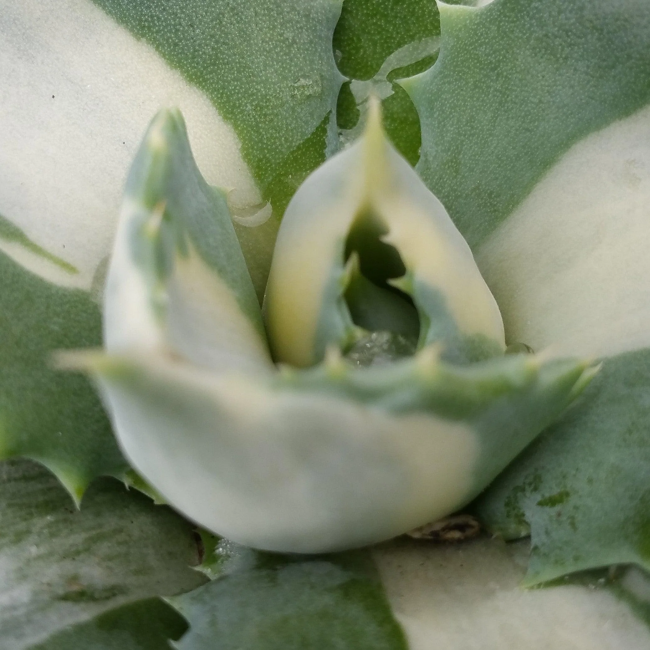 Variegated Dwarf Butterfly Agave - Agave isthmensis 'Ohi Raijin Shiro Nakafu'