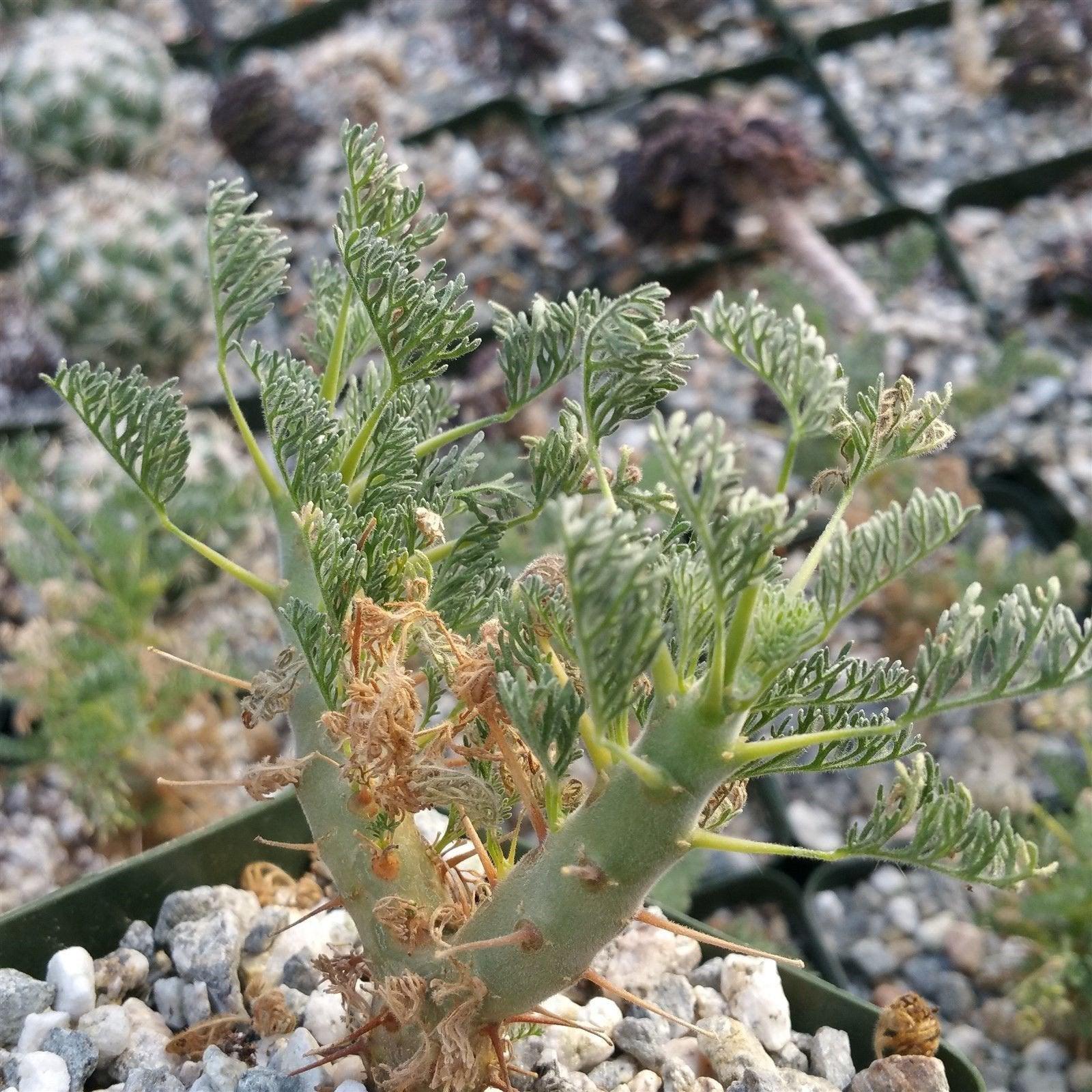 Sarcocaulon monsonia herrei
