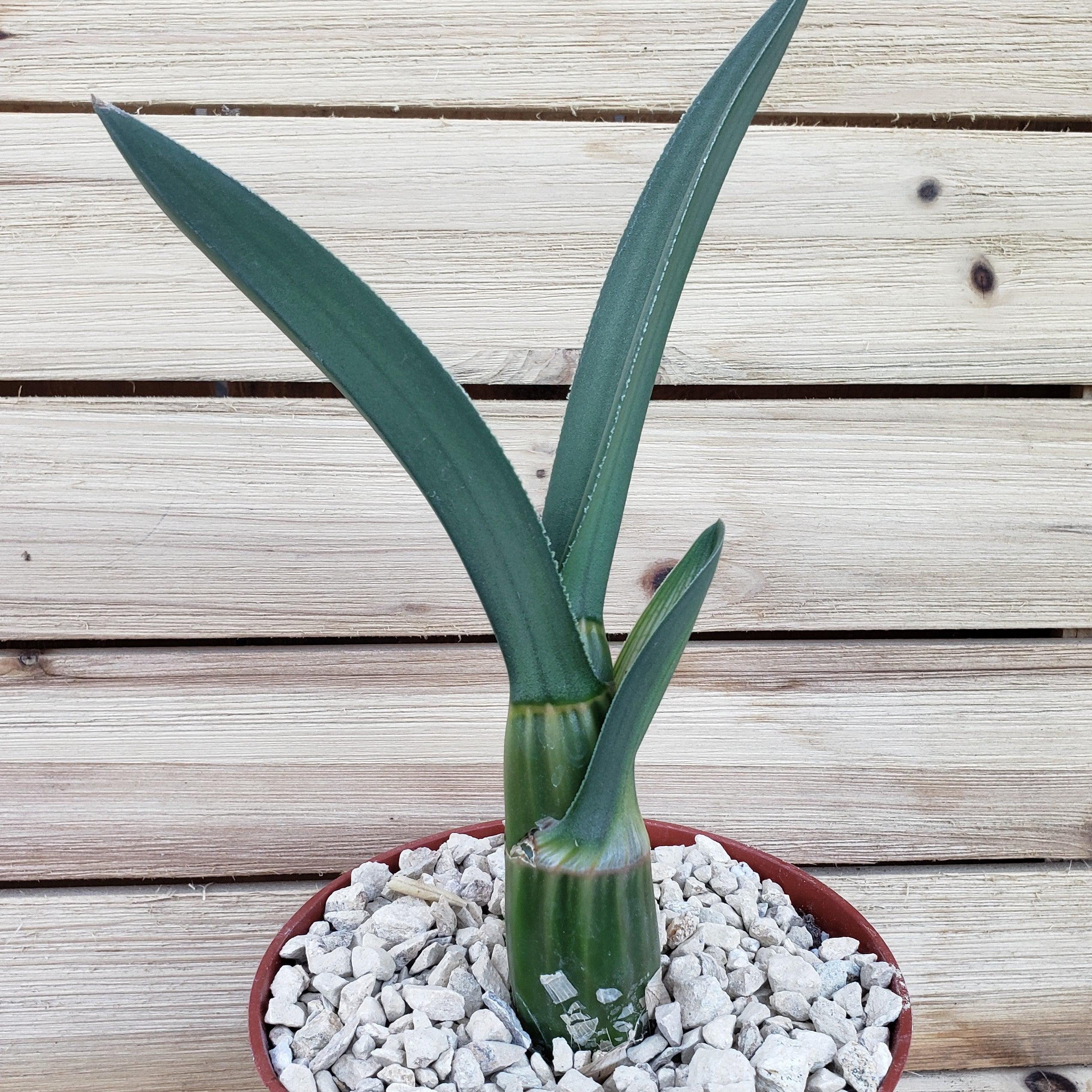 Eulophia petersii Desert Orchid Large