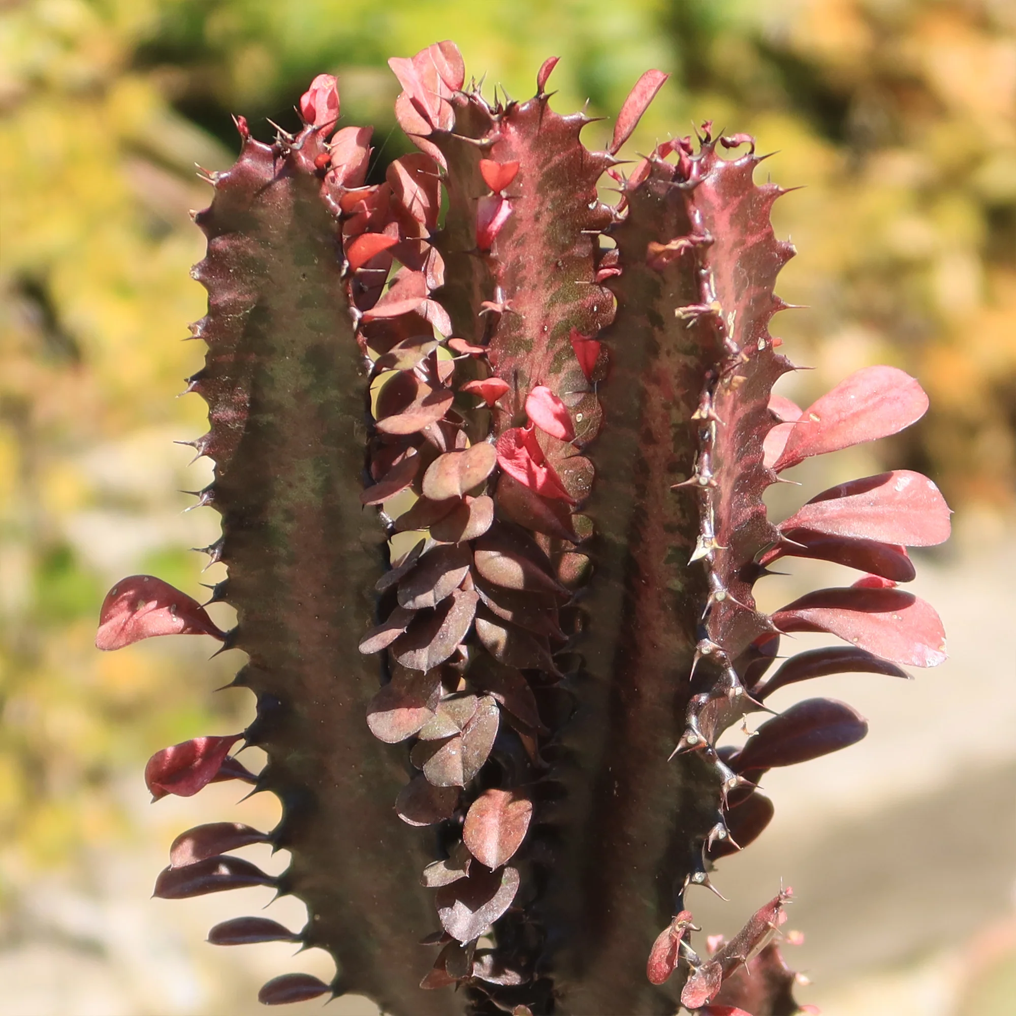 African Milk Tree - Euphorbia trigona 'Rubra'
