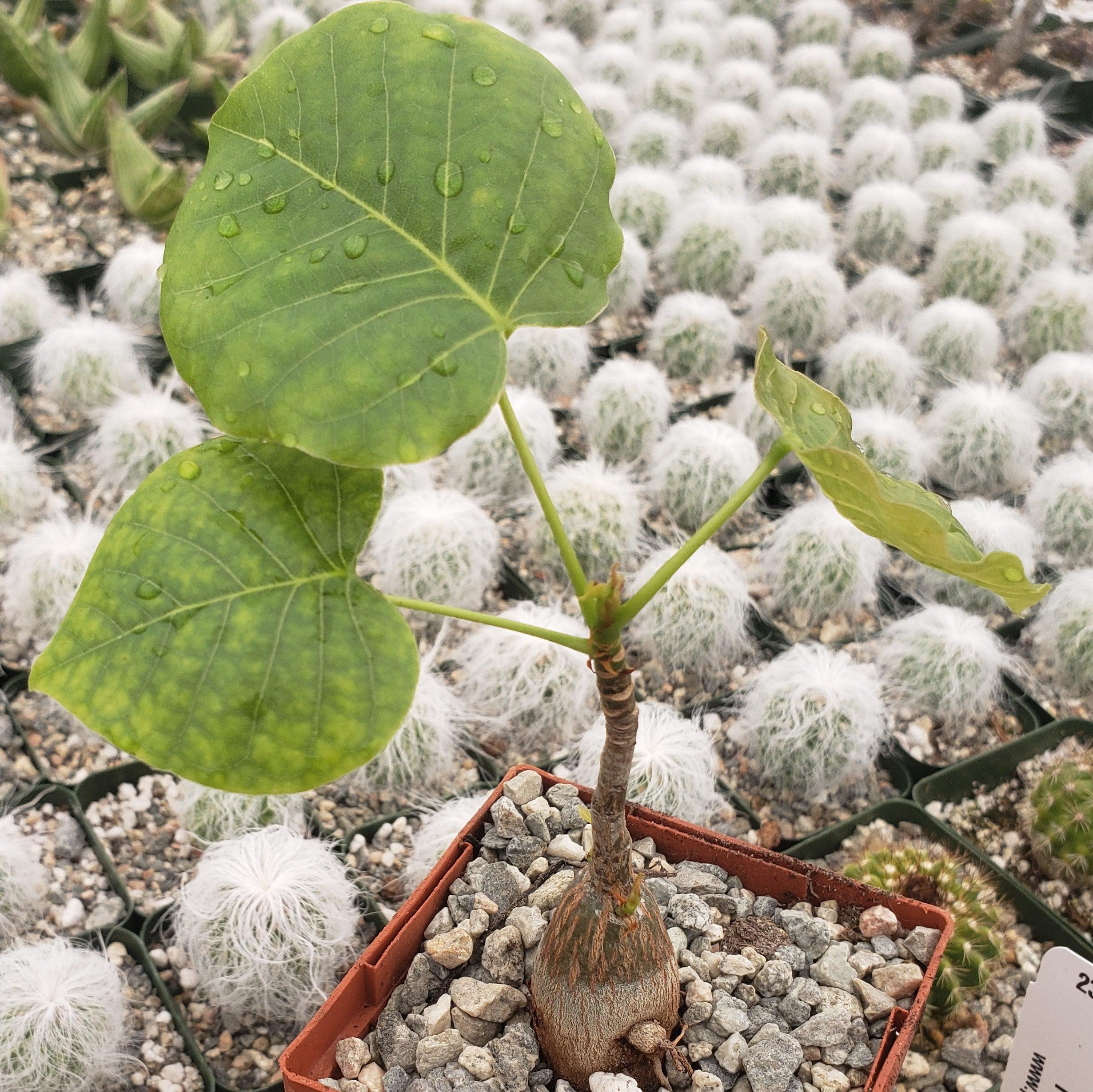 Shaving Brush Tree - Pseudobombax ellipticum