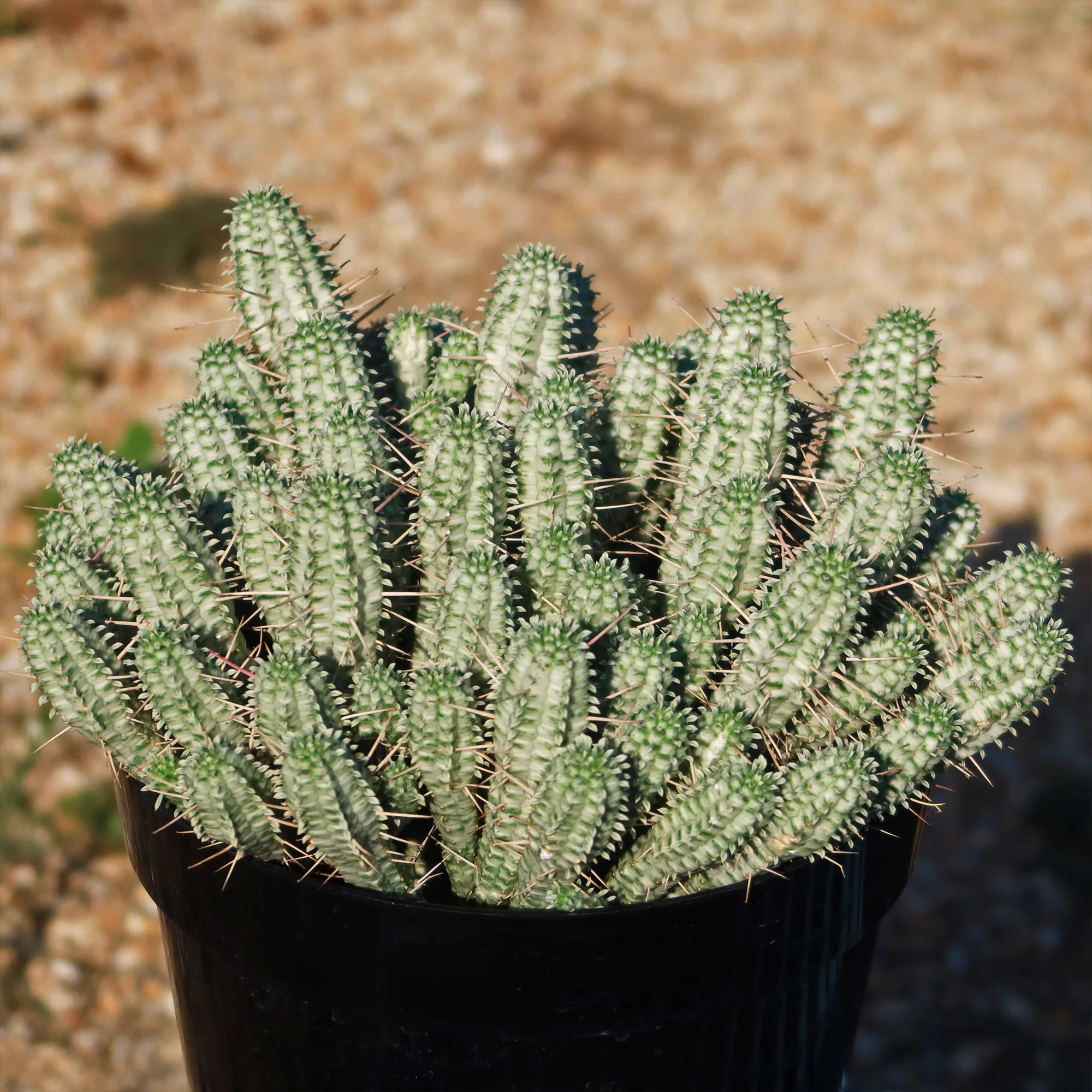 Euphorbia mammillaris variegata
