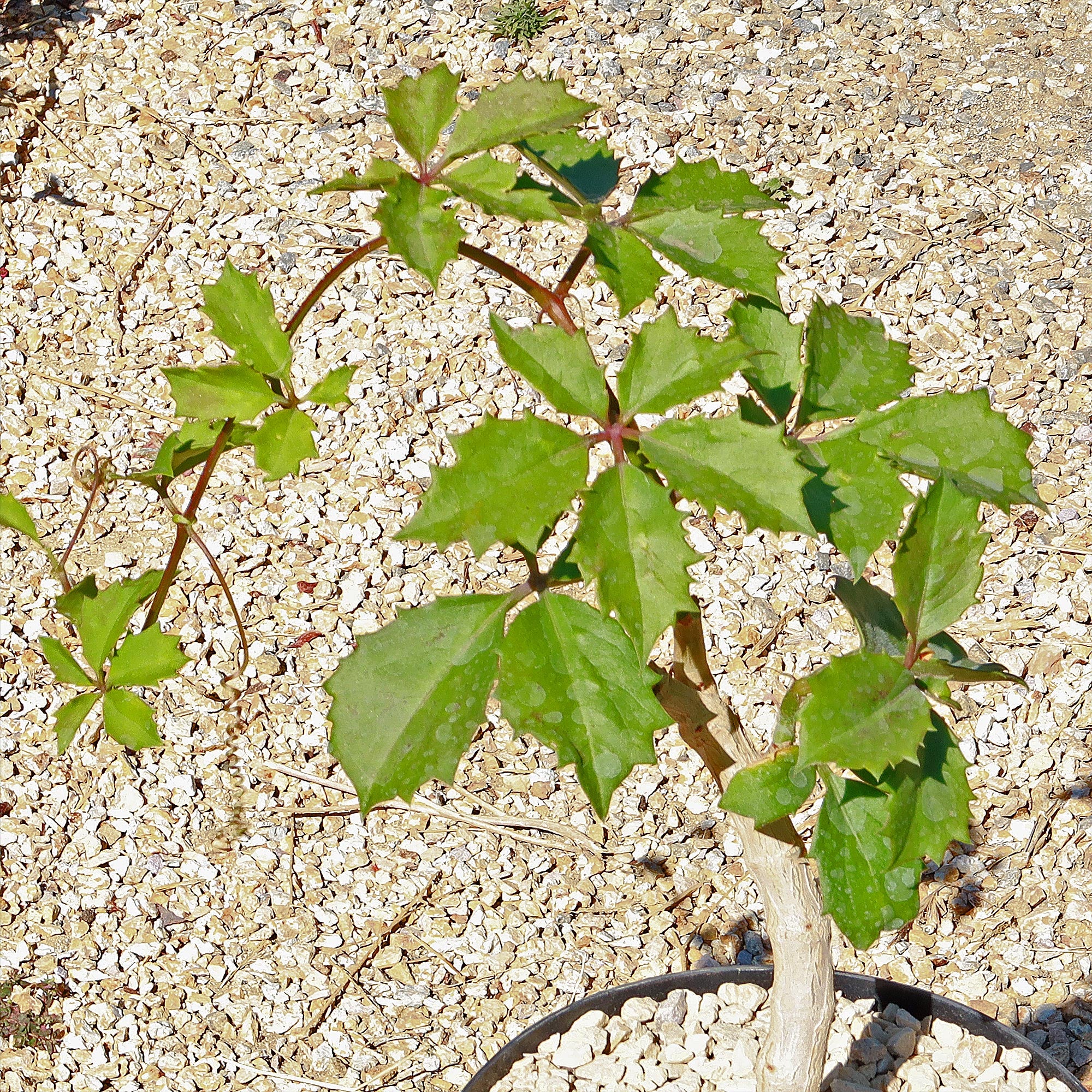 Cyphostemma cirrhosum