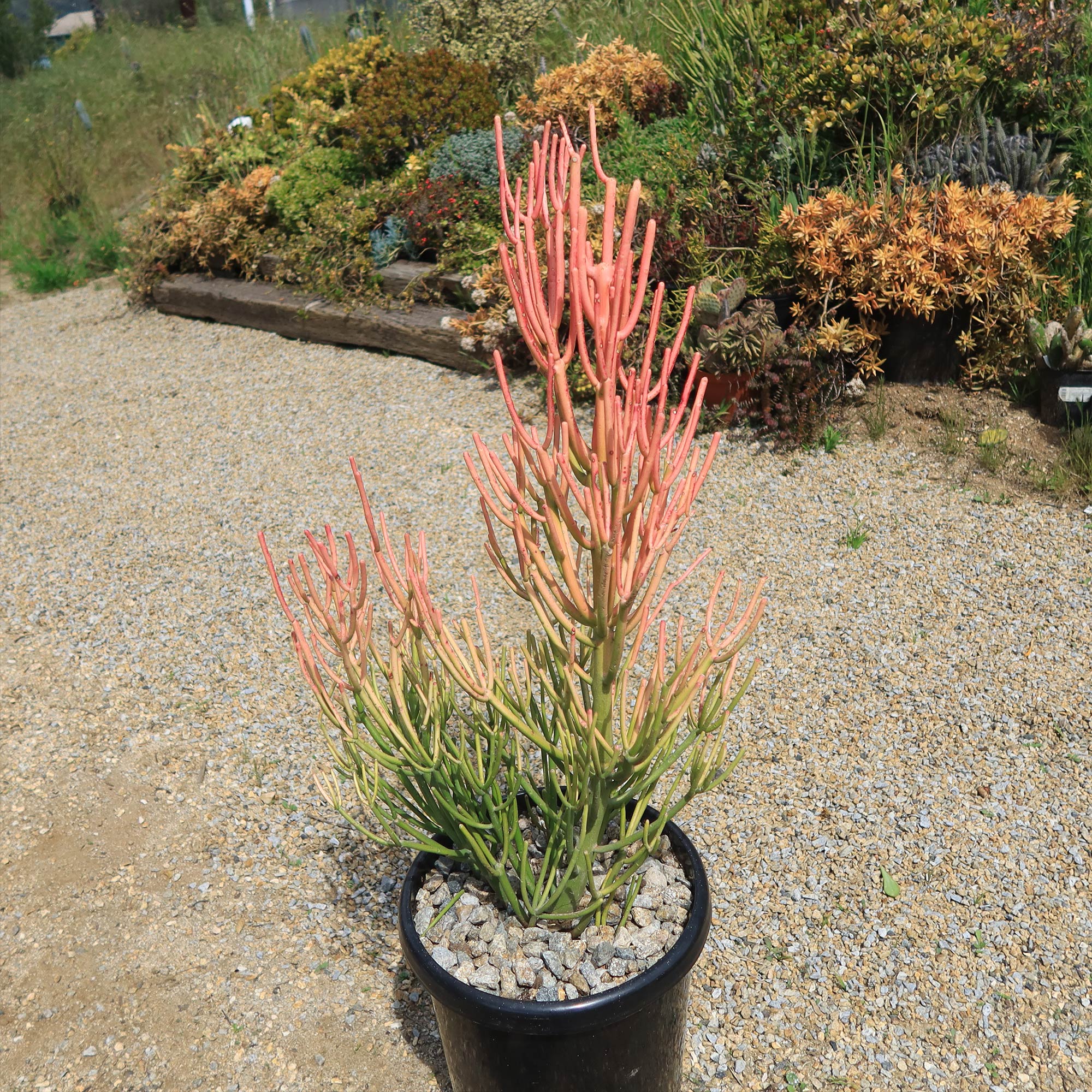 Pencil Cactus - Euphorbia tirucalli 'Firesticks'