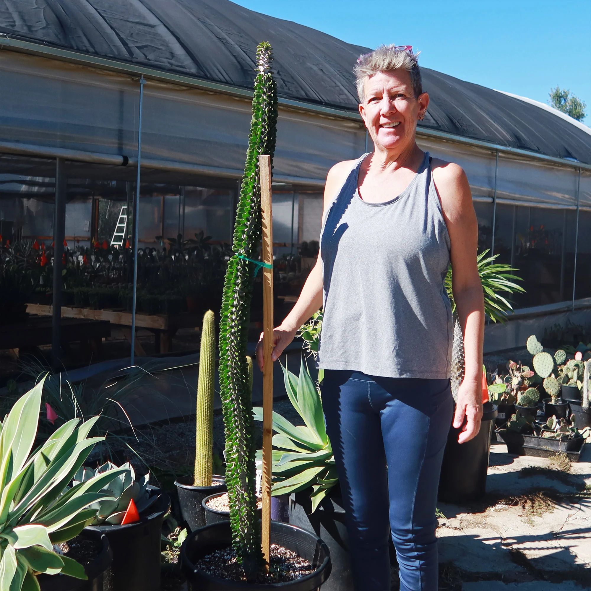 Madagascar ocotillo 'Alluaudia procera'