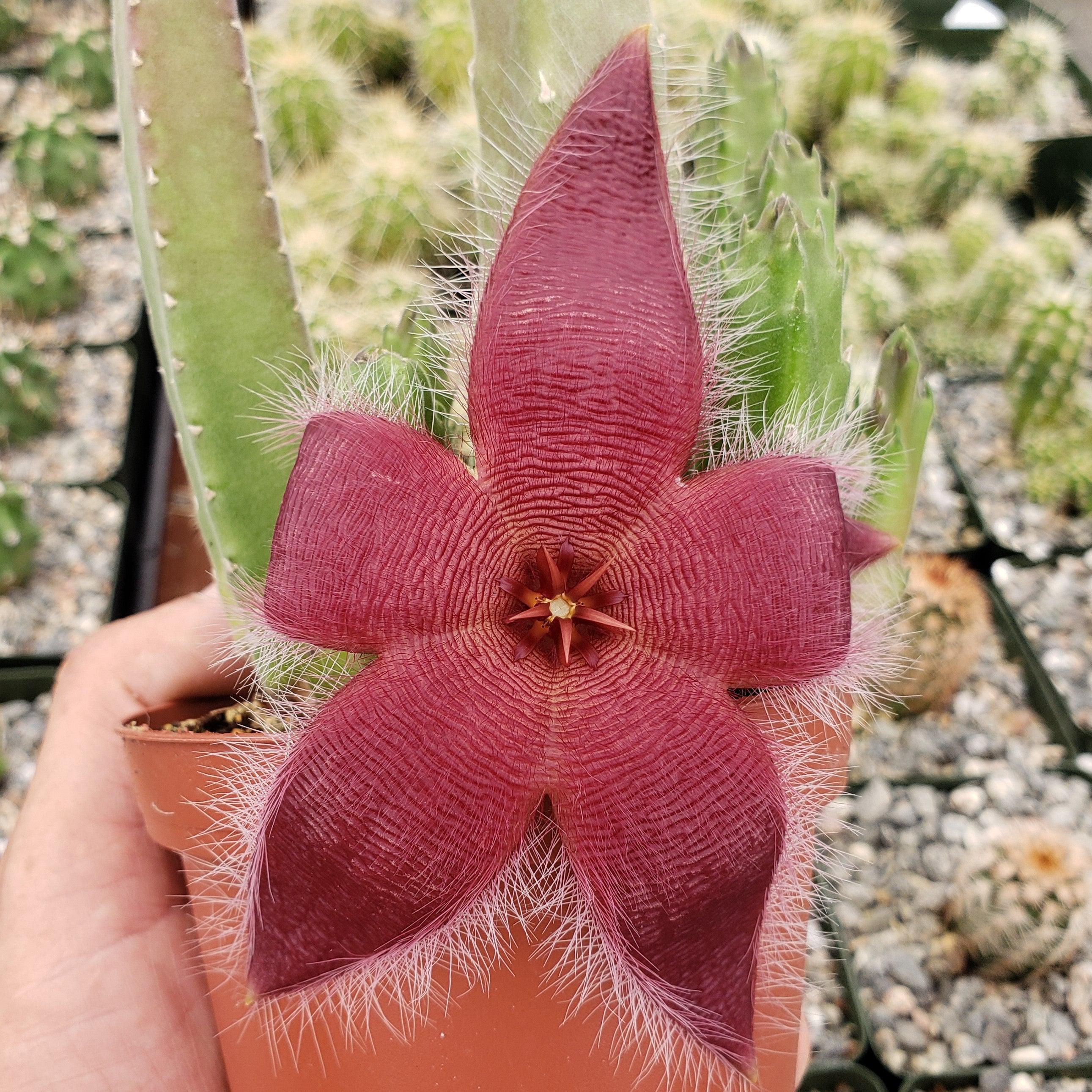 Giant Toad Plant ��Stapelia grandiflora��