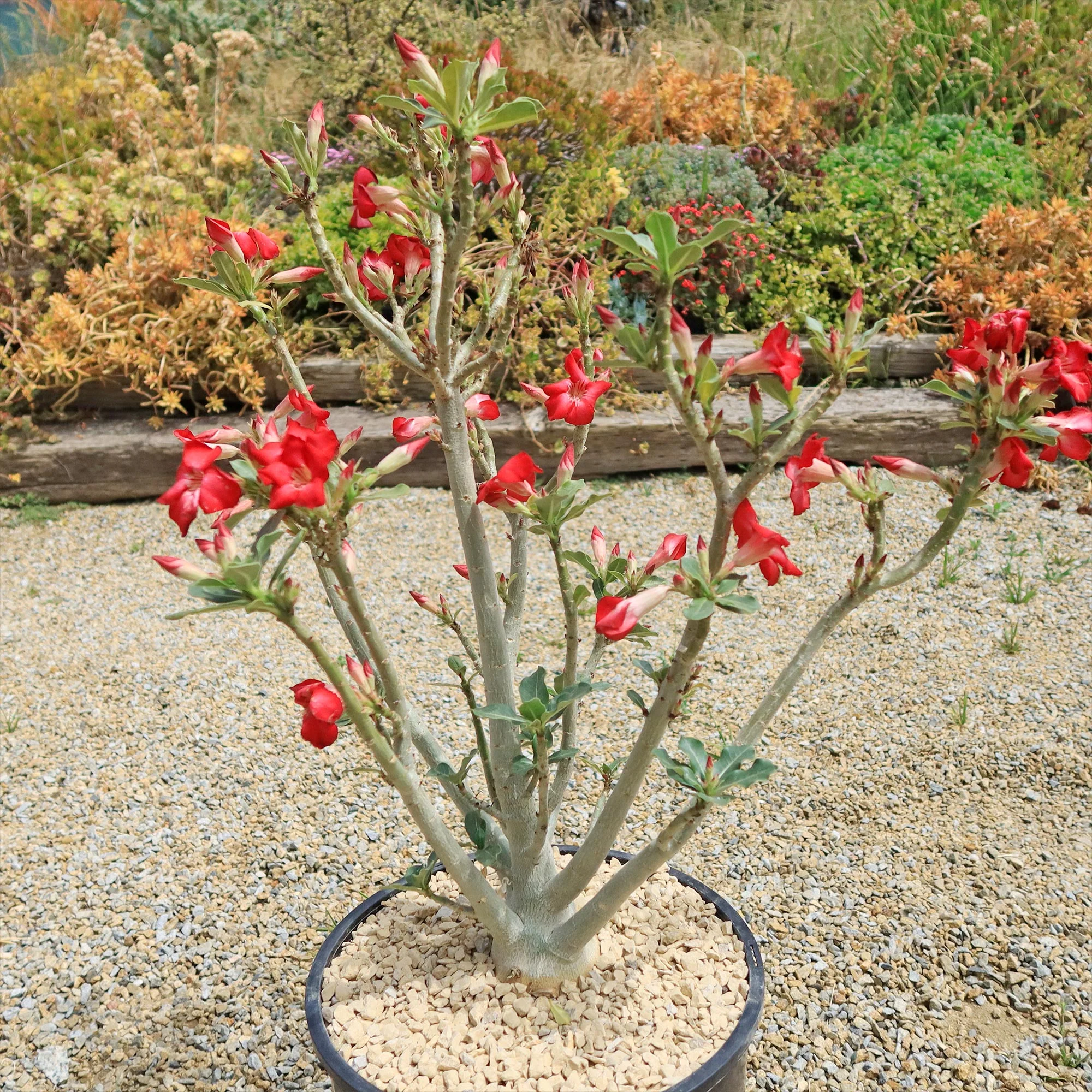 Desert Rose 'Adenium obesum'